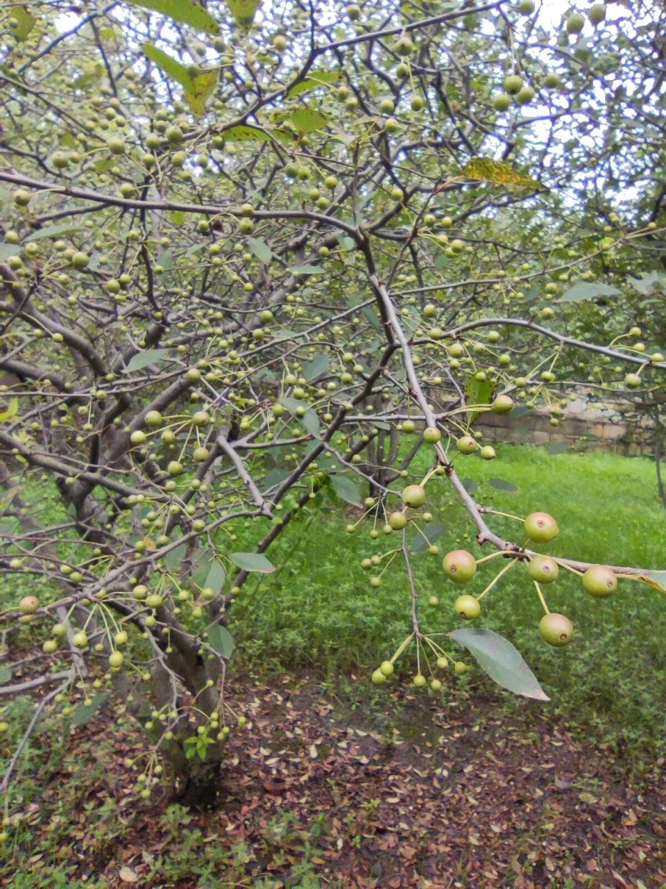 垂丝海棠的果子和它的花一样多 同一棵,春拍它的花,夏拍它的果,果子
