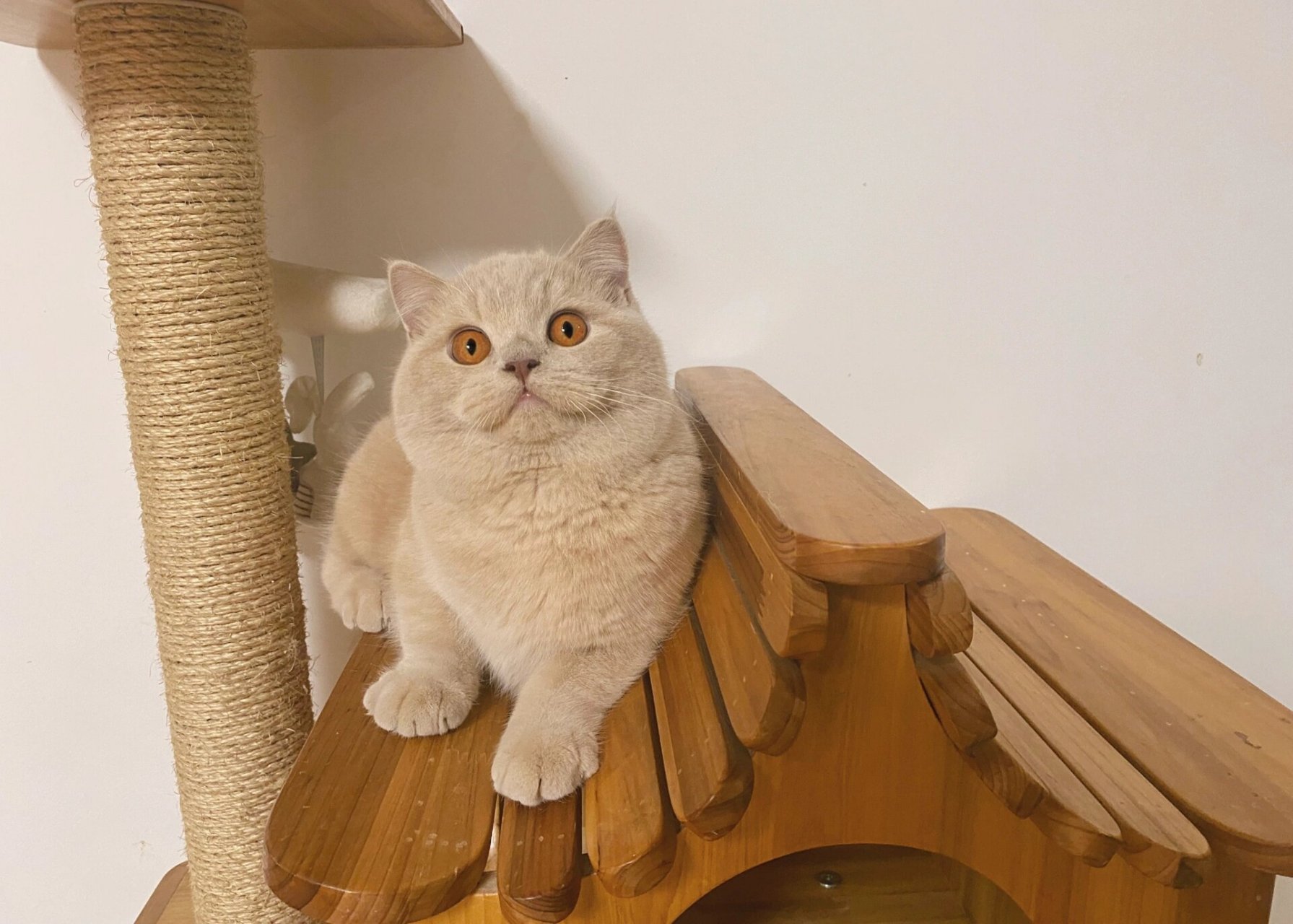 北美英短猫舍 英短乳色 给大家安利纯乳英短 作为弟弟也是太胖了一点