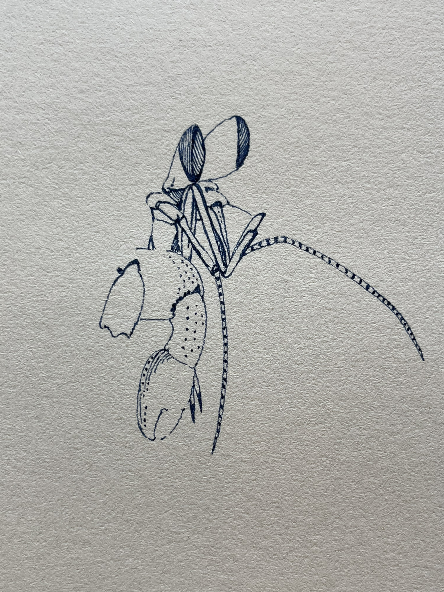 寄居蟹简单画法示范【附详细步骤图