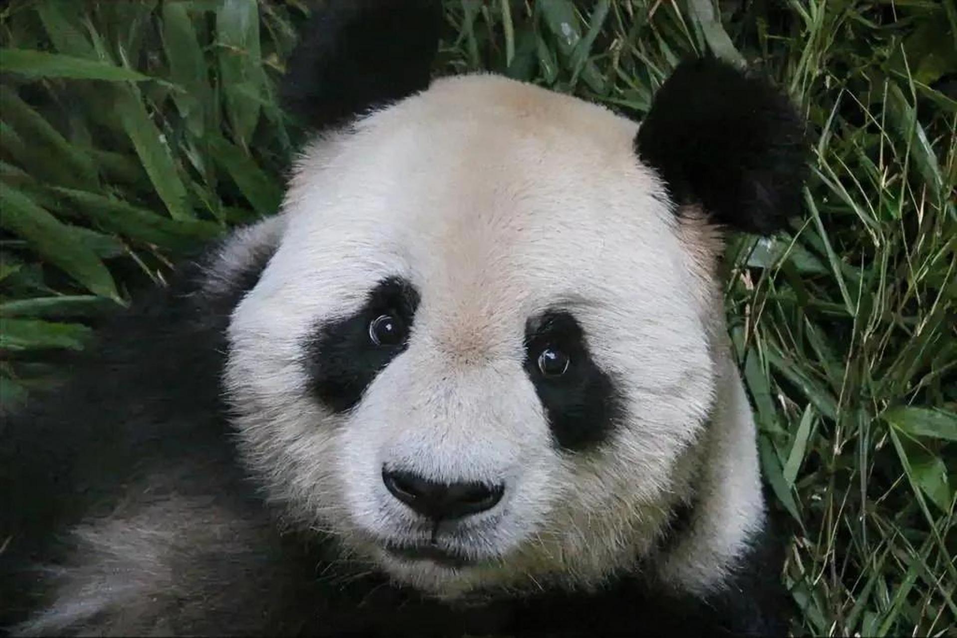 大熊猫龙欣,出生于2000年8月.