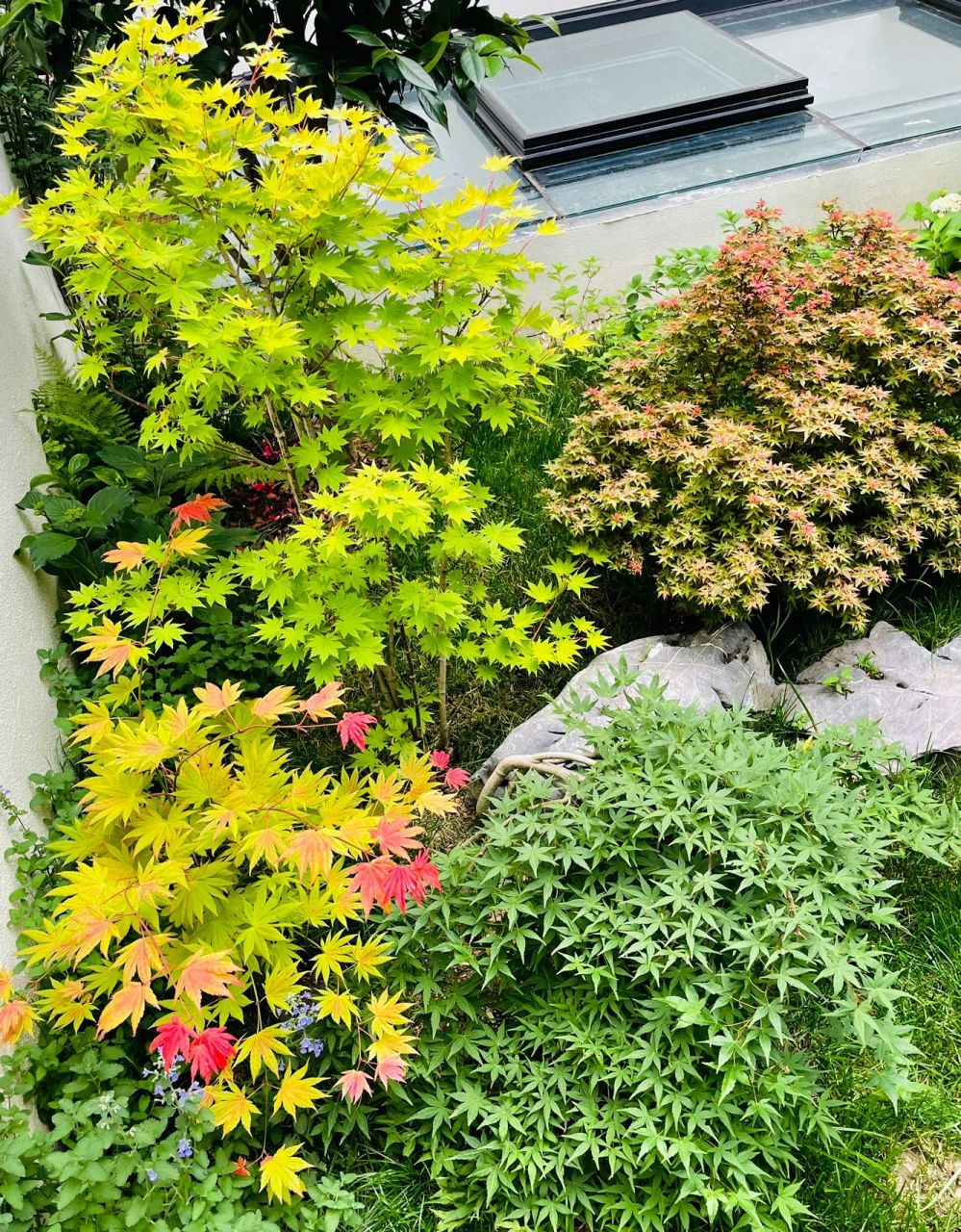 约旦盆栽了一段时间,栽到地里变得金灿灿的…有点想把盆里的倒腾到地