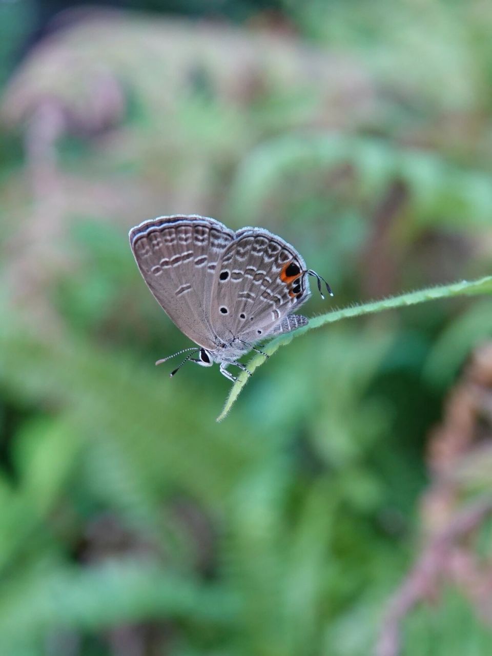 夏日观虫|曲纹紫灰蝶 曲纹紫灰蝶(学名:chilades pandava )是鳞翅目灰