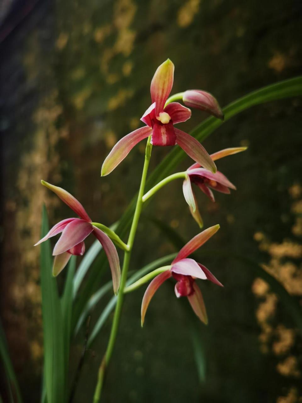 67 建兰仙山红原生于四川峨眉山地区,因峨眉山有被称为"仙山",故得