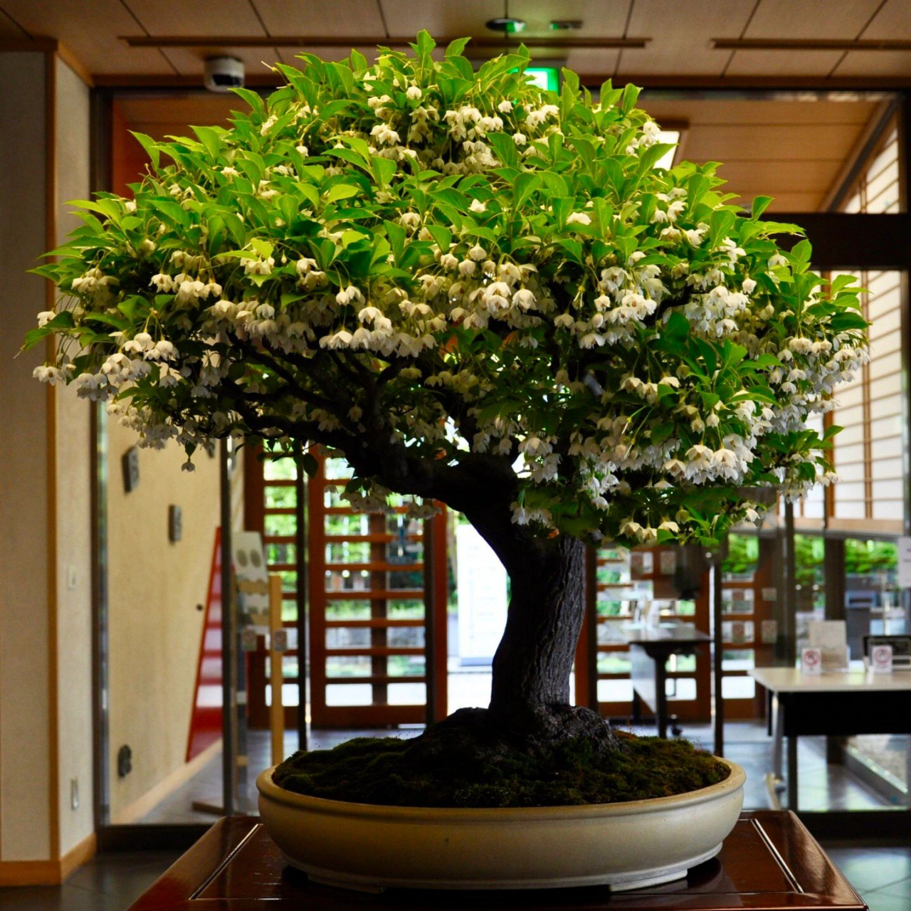 野茉莉|盆栽欣赏