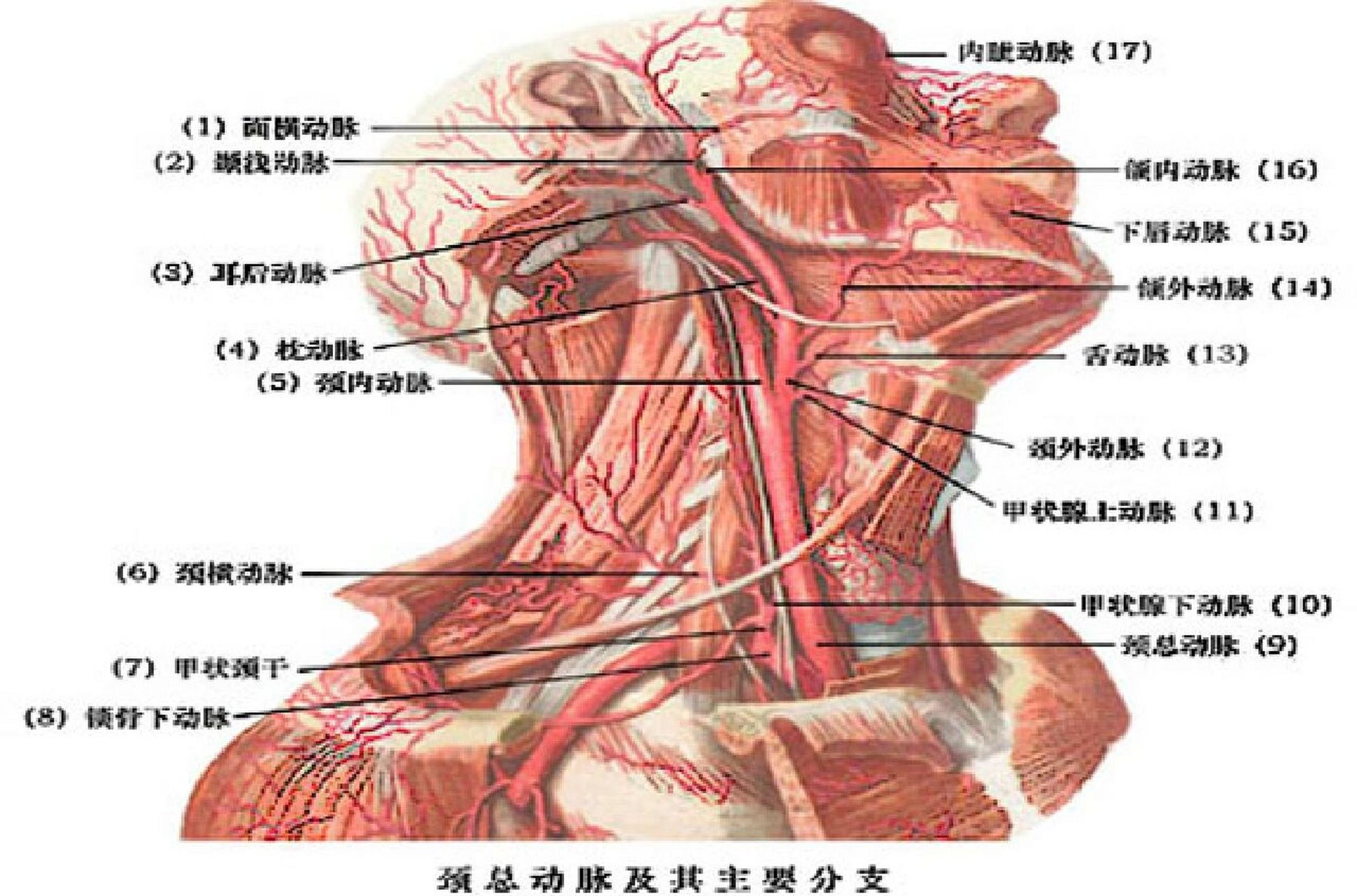 主动脉弓位置示意图图片