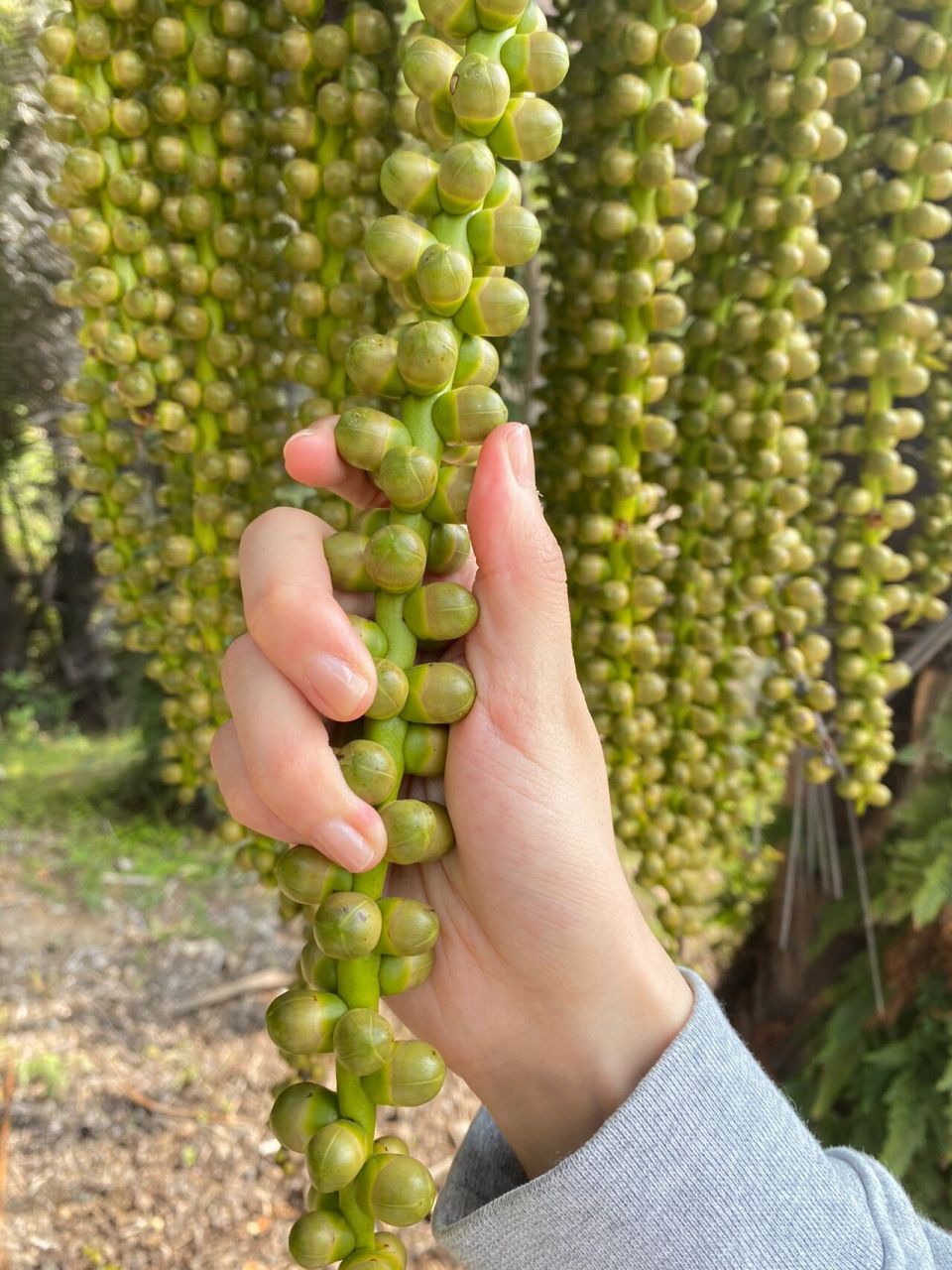 鱼尾葵 caryota maxima 棕榈科 arecaceae 鱼尾葵属 caryota 鱼尾葵