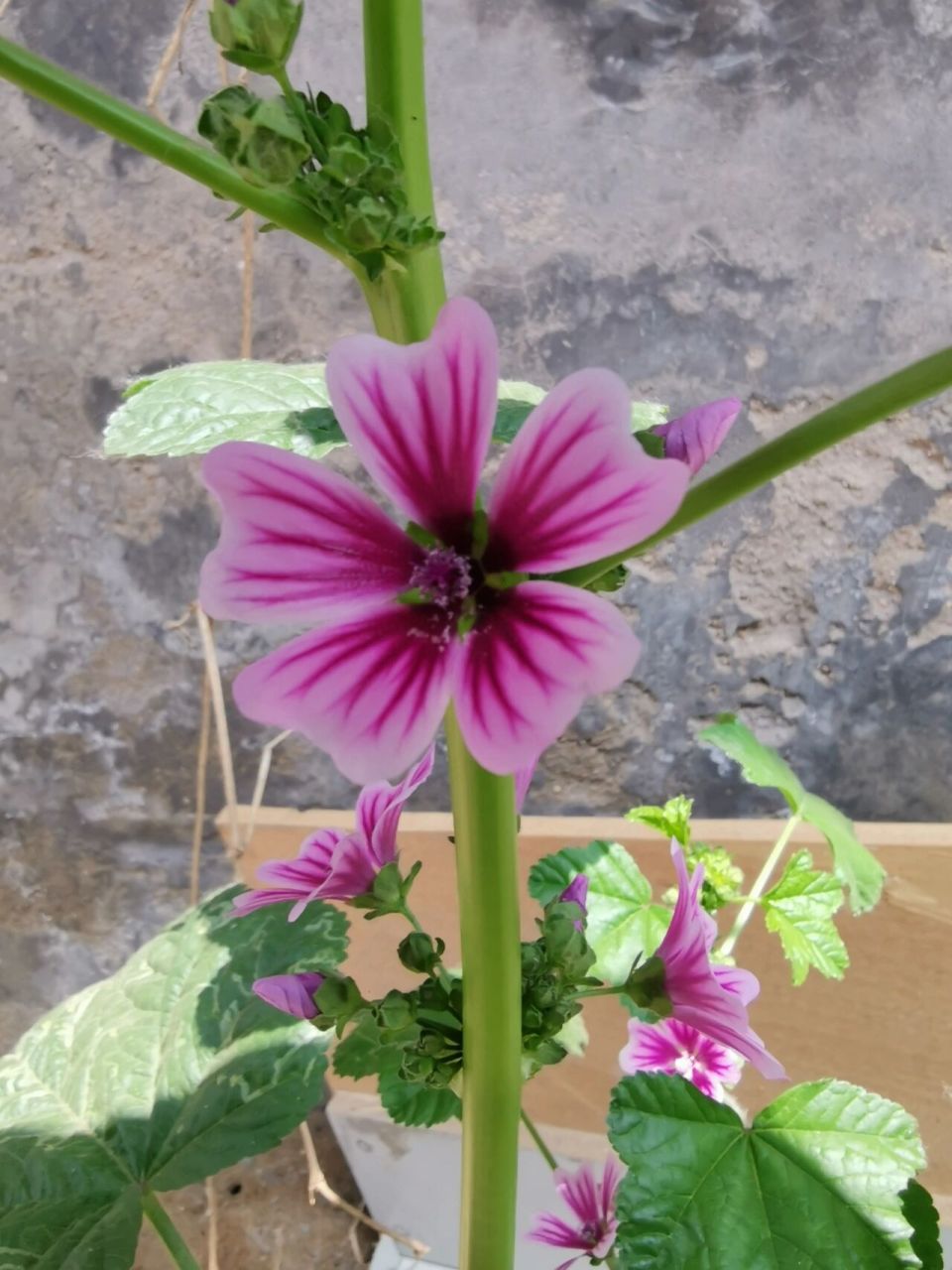 【锦葵】是一味药食同源的植物. 有清热利湿,理气通便的功效.