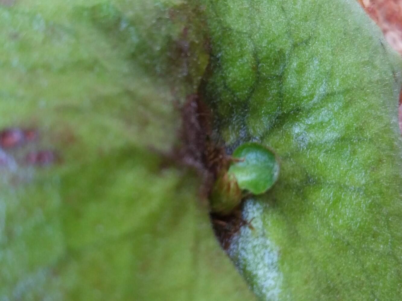 瓦氏鹿角蕨成长记