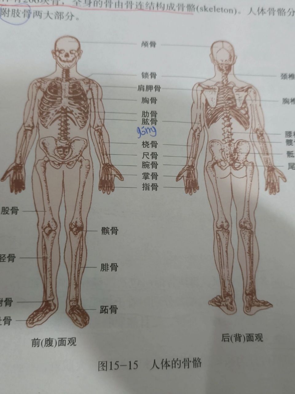 剔骨之刑   你说,剔骨之刑后,人不就成一滩肉了?没有原来的形了?