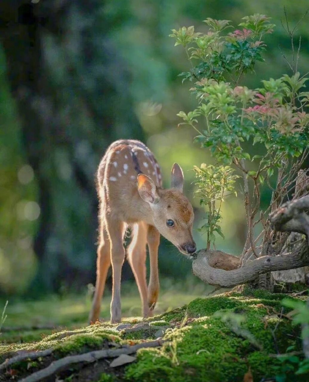 七月的第一天刷到这只灵鹿04要接好运啦92 林