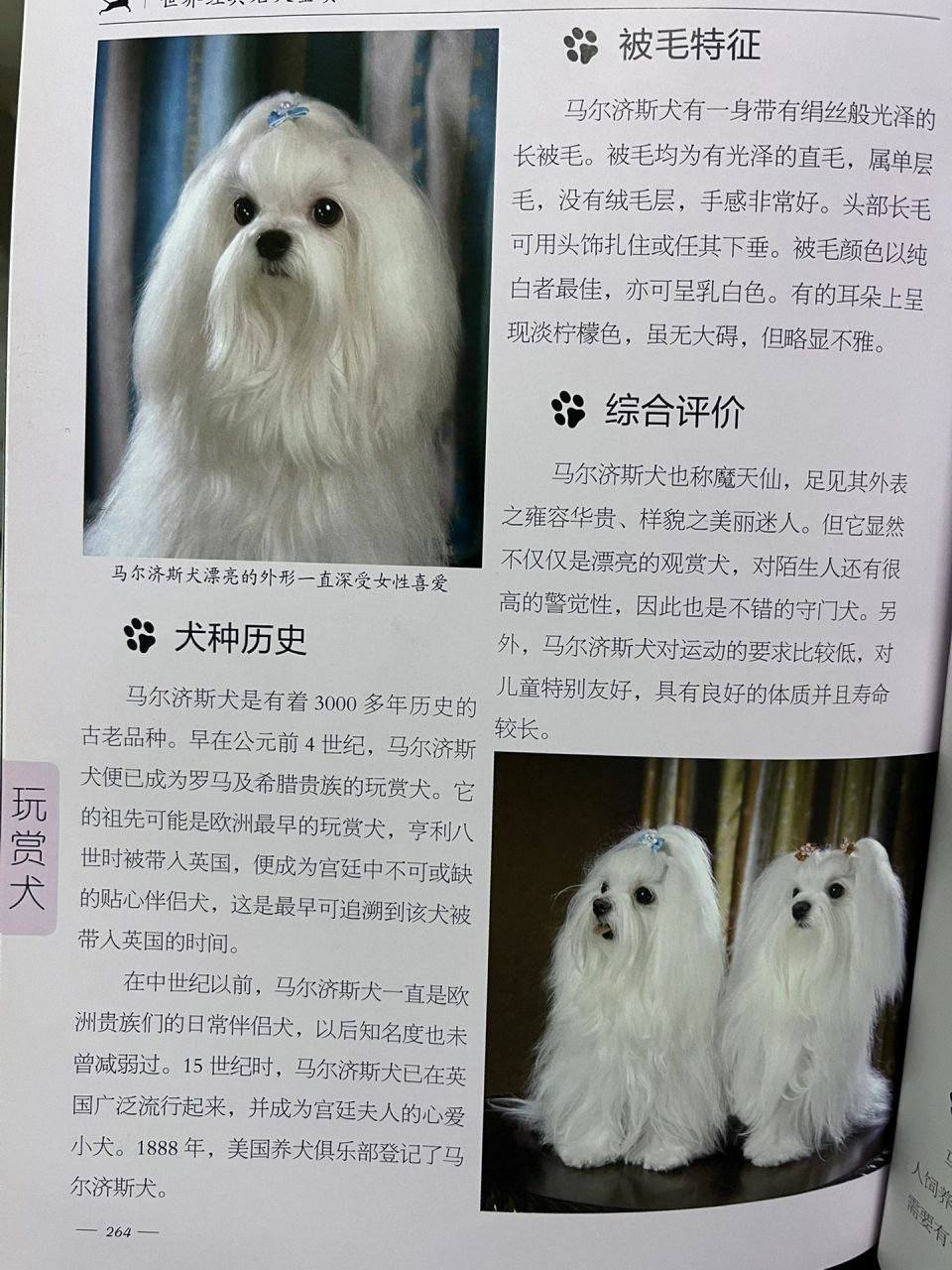 馬爾濟斯犬 馬爾濟斯犬,英文名maltese,又稱馬爾他犬,或譯成