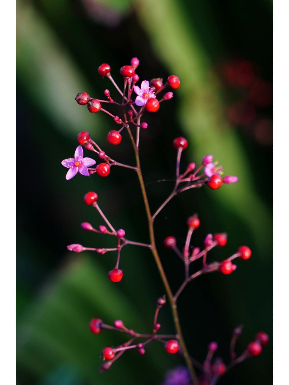 土人参 土人参,马齿苋科土人参属一年生或多年生草本.