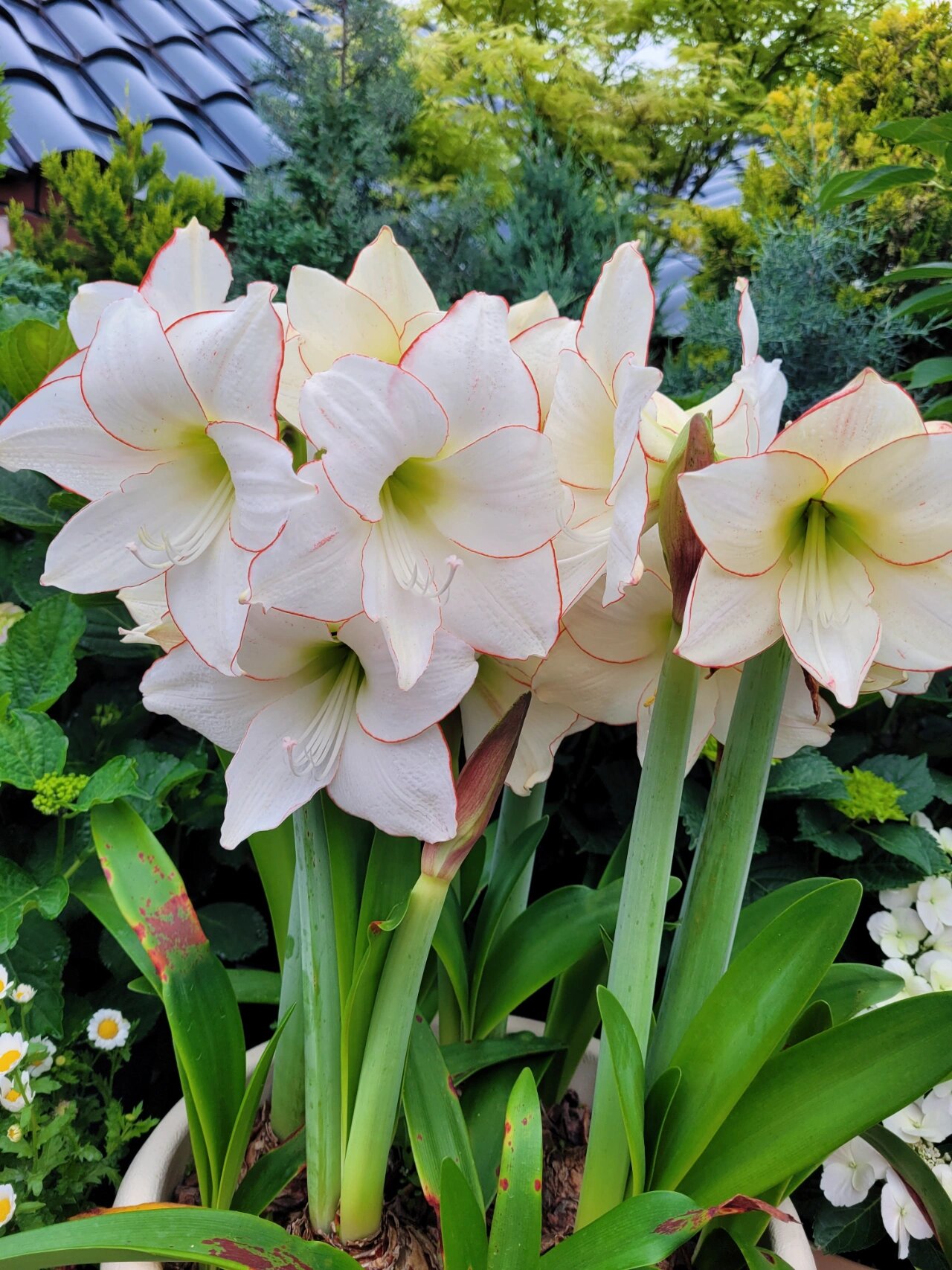 朱顶红|花边石竹 又是一个非常仙气的品种 今年有点红斑病,导致杆子