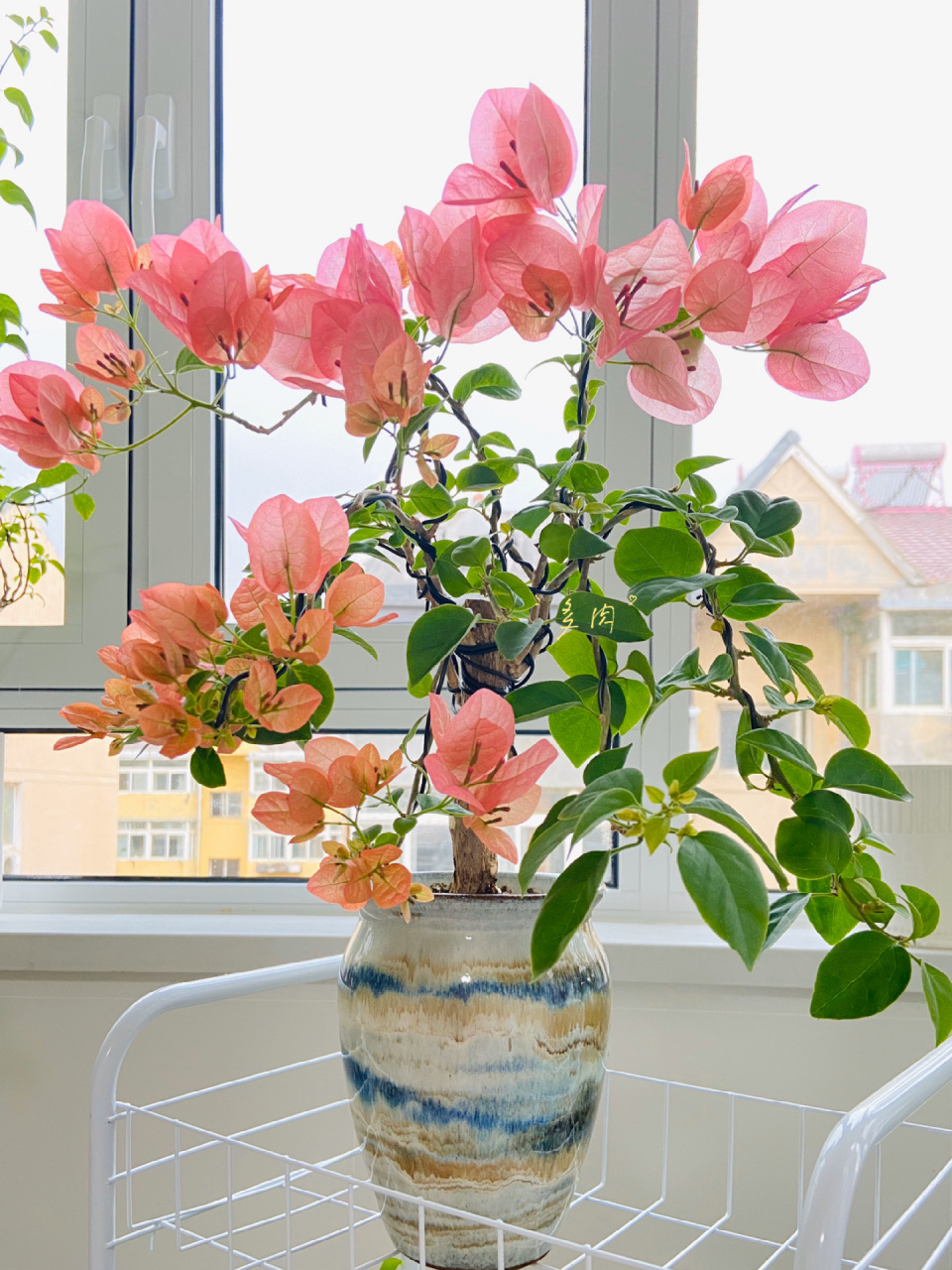 甜西瓜 | 三角梅 又叫西瓜红.