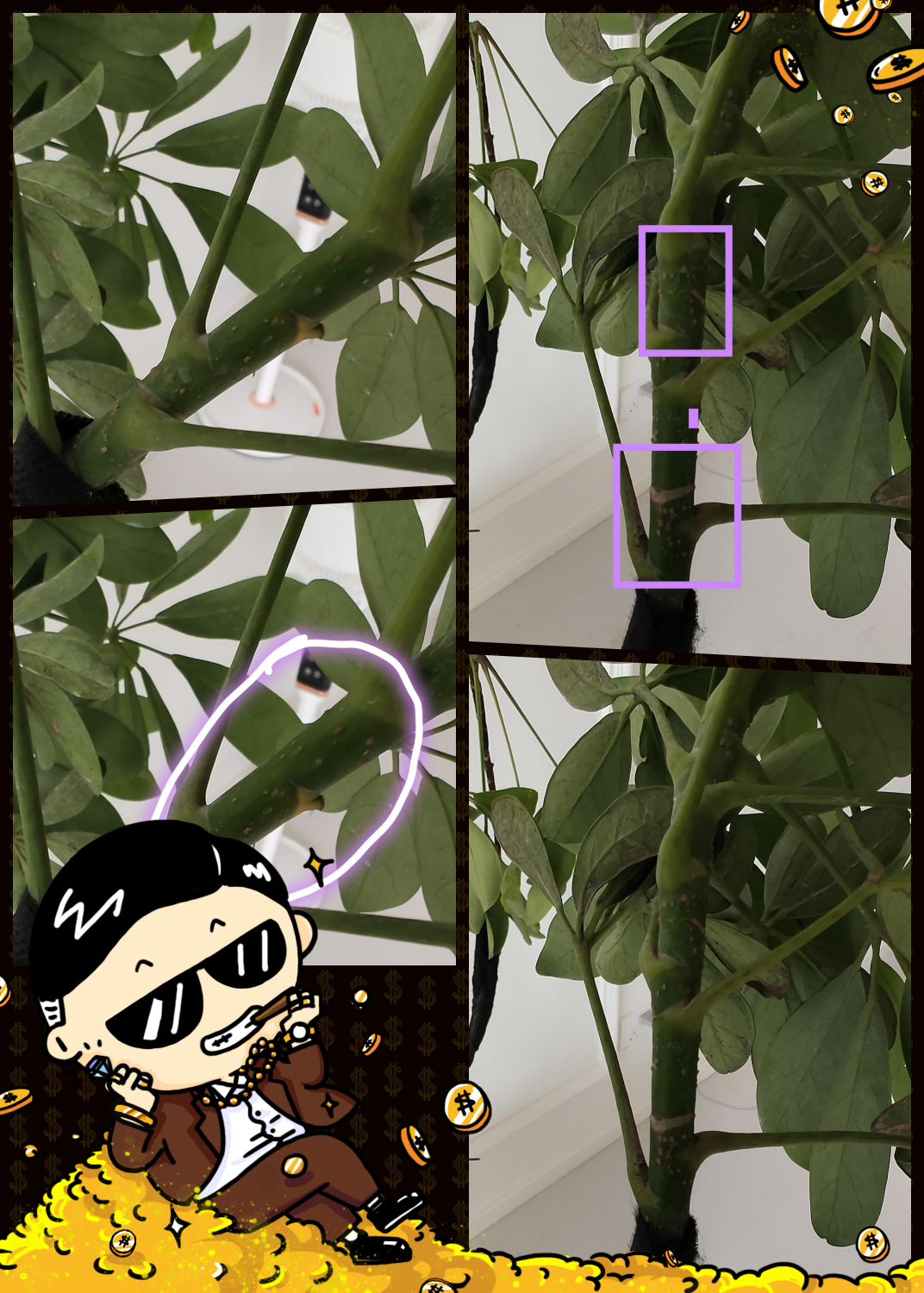鸭脚木小问题解答时间!图中的凸起灰点,有可能是以下几种情况哦:  1.