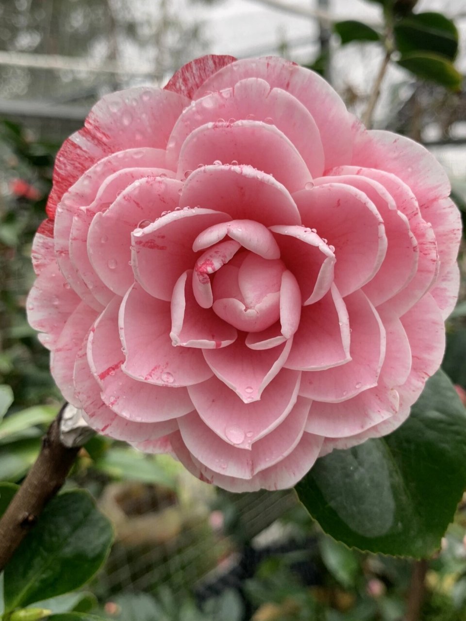 花见61潮州仙种五宝(龙骨顶) 仙种五宝,素而淡,清而雅,是茶花低头时