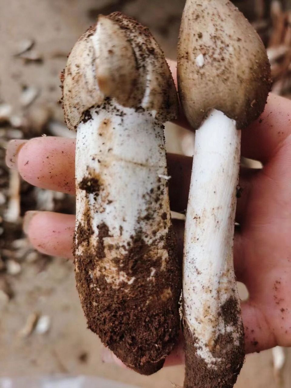 出鸡枞啦,今天运气好,遇到了一窝鸡枞,鸡枞煮鸡94好好吃呀,汤好甜