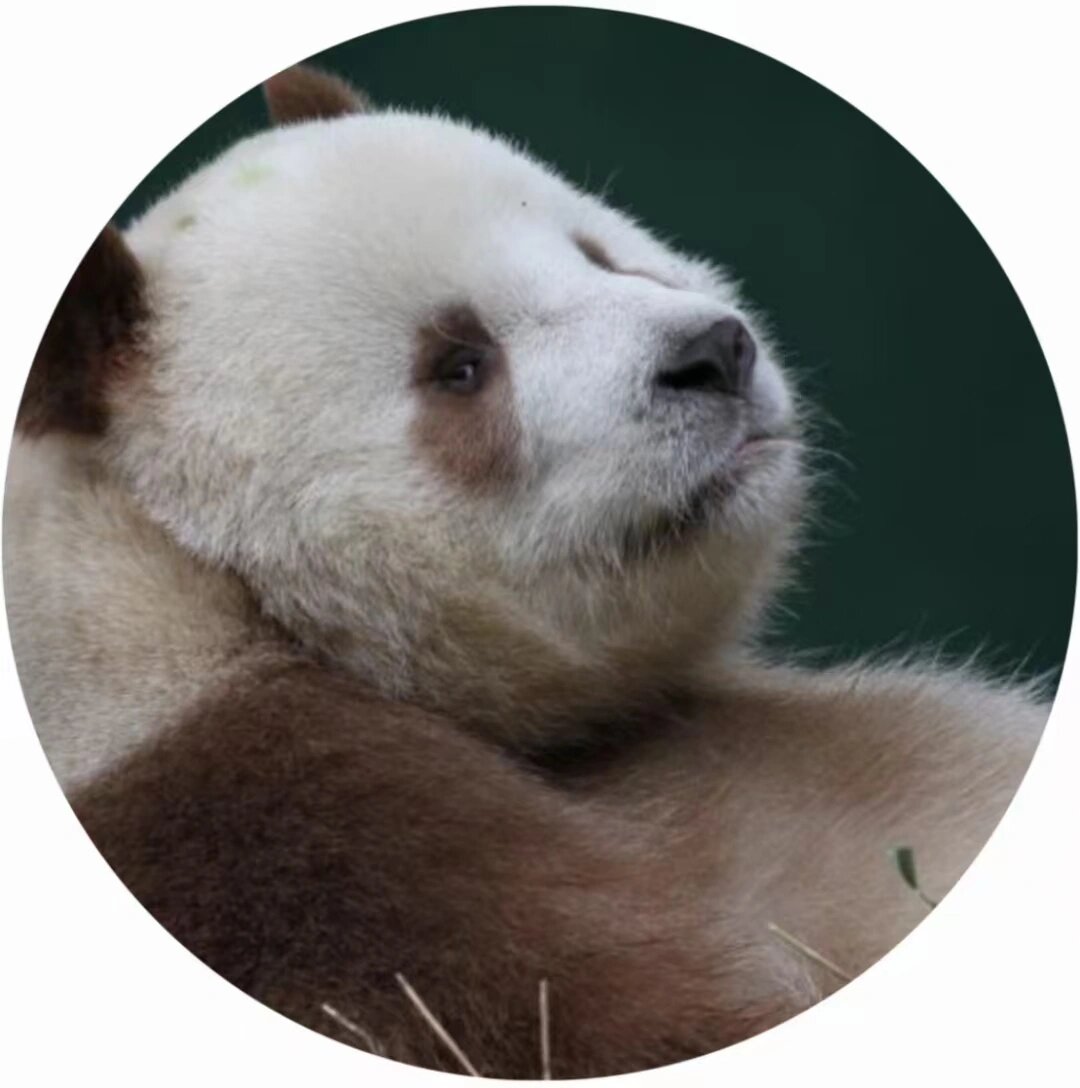 大熊猫秦岭亚种.