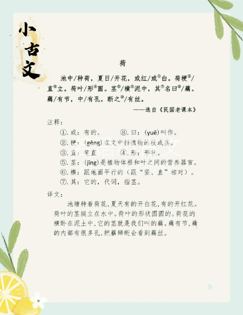 今日小古文分享🌸《荷》 每日坚持5分钟,一起读小古文《荷》 1,培养