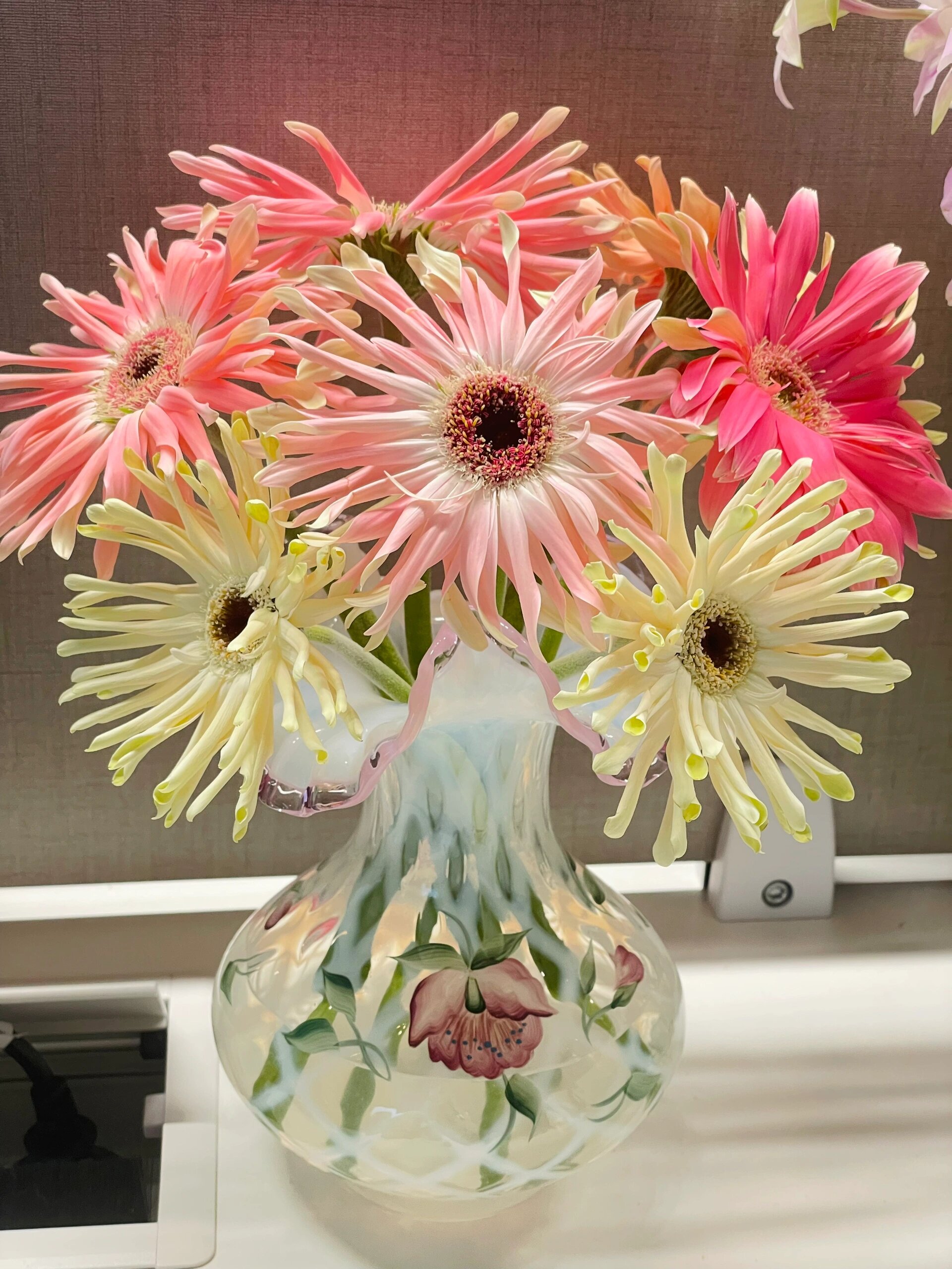 爱必达卷边非洲菊大全 非洲94真的好看又好养 卷边真的可可爱爱