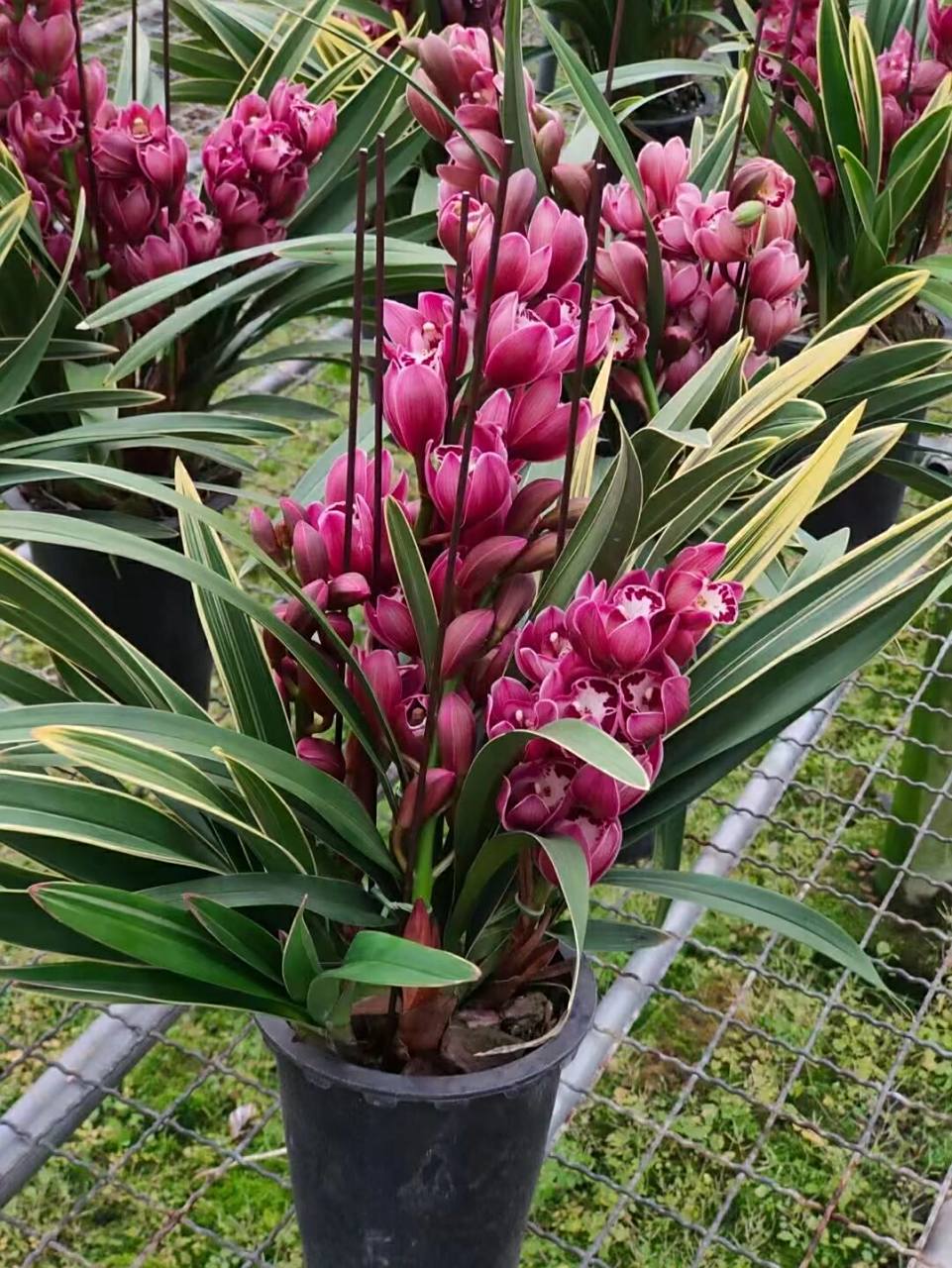 中国龙兰花好看,红色的花. 中国龙兰花,一杆多花.