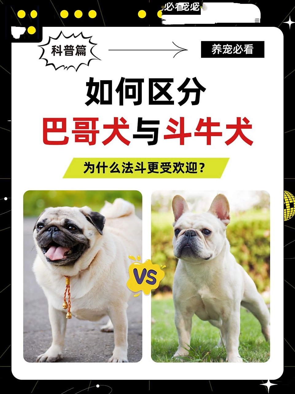 法国斗牛犬和巴哥犬的外型是很相似的,看起来都丑萌丑萌的,不养狗的