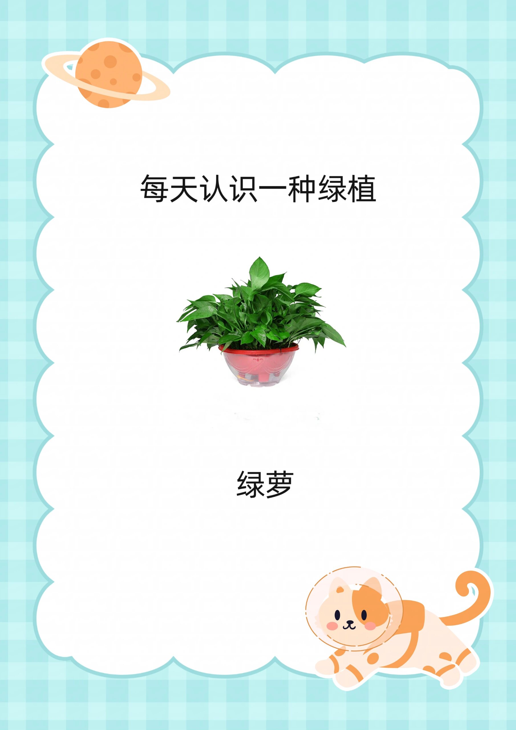 植物介绍卡绿萝图片