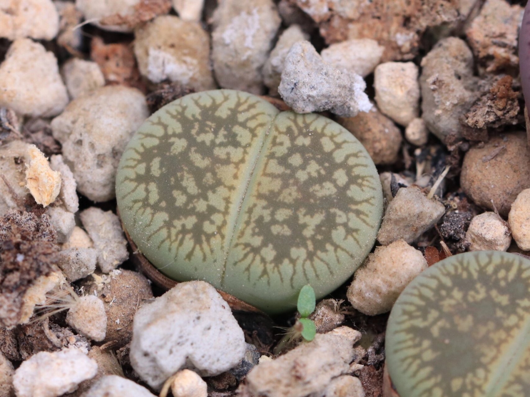 20%】生石花学习笔记一日轮玉 日轮玉,国内最流行的生石花之一,尤其是