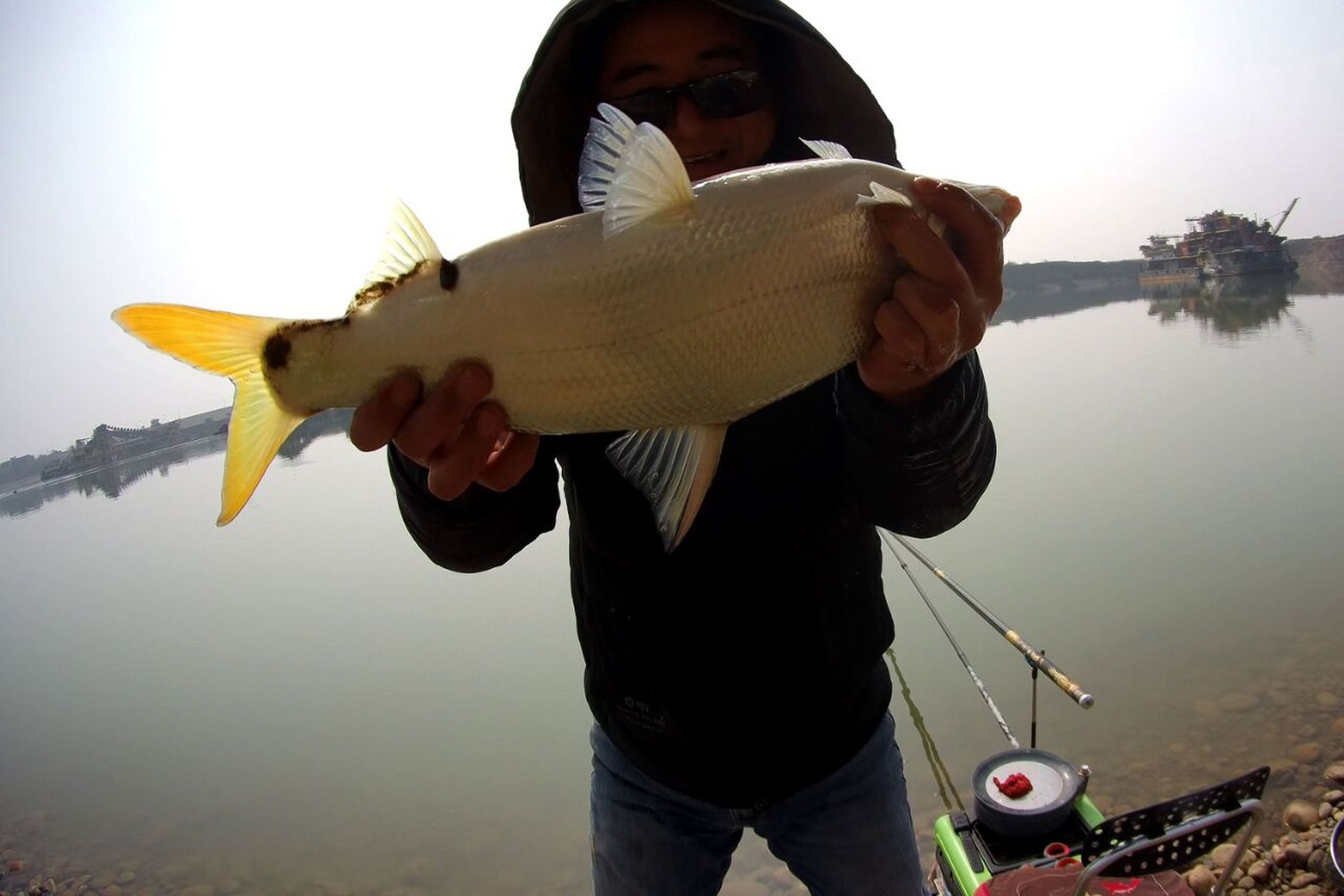 钓黄尾鱼的窝料和钓饵,鱼饵选对才能连竿 黄尾鱼又名黄尾鲴,学名为鲴