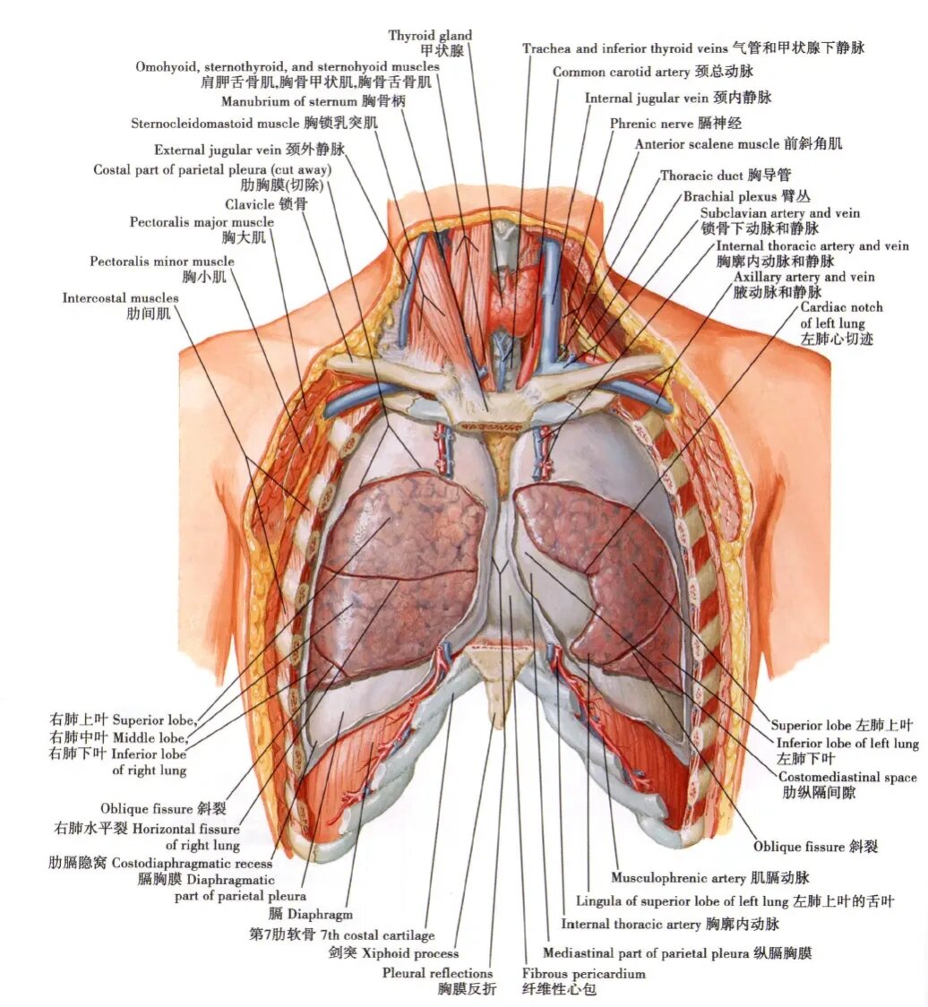 一组肺部解剖图@三妈为健康护航的动态