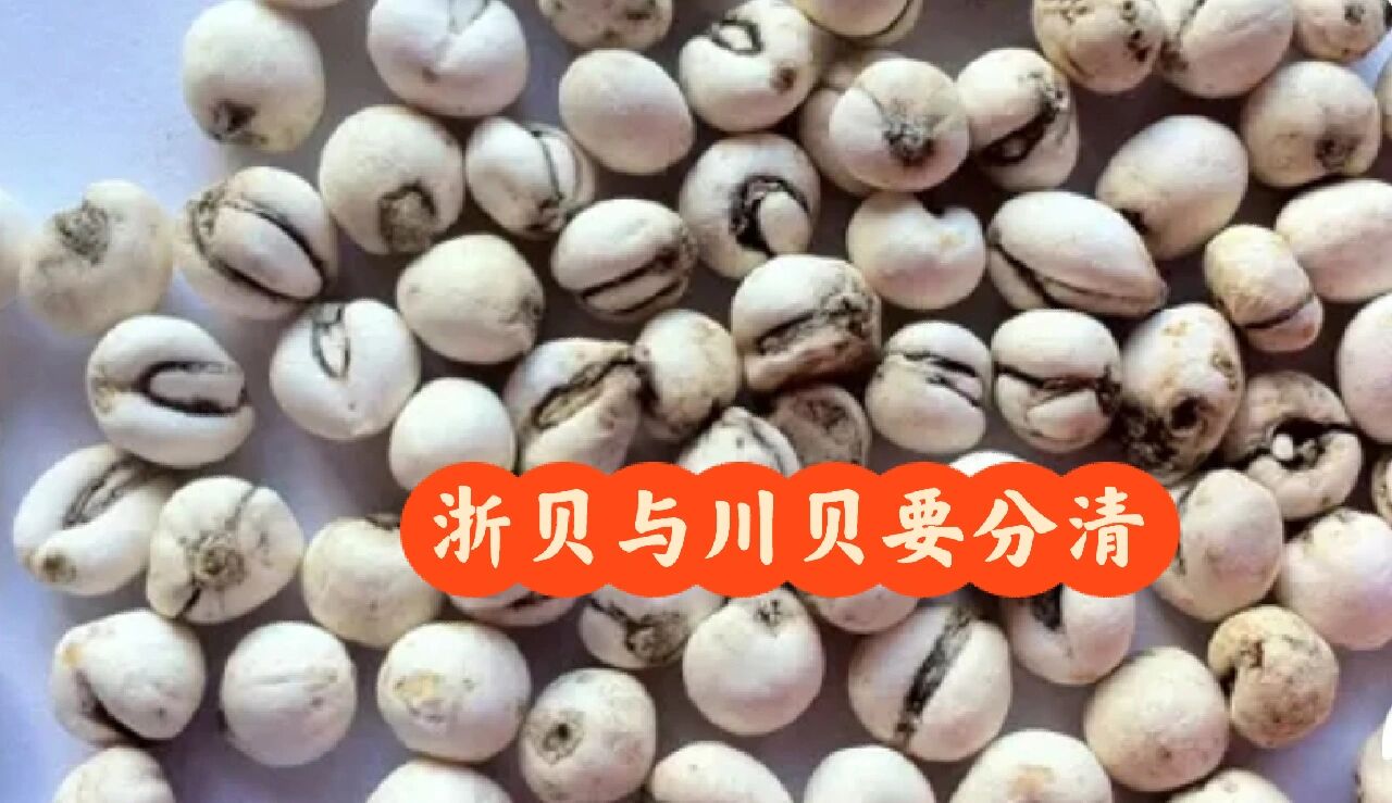 浙贝与川贝不同,别选错啊!