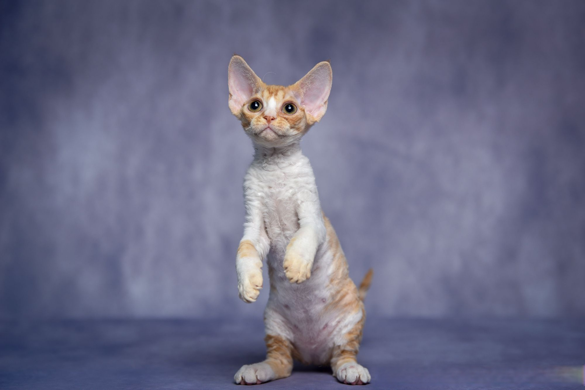 小精灵德文卷毛猫#古灵精怪的小妹妹[太开心]#德文