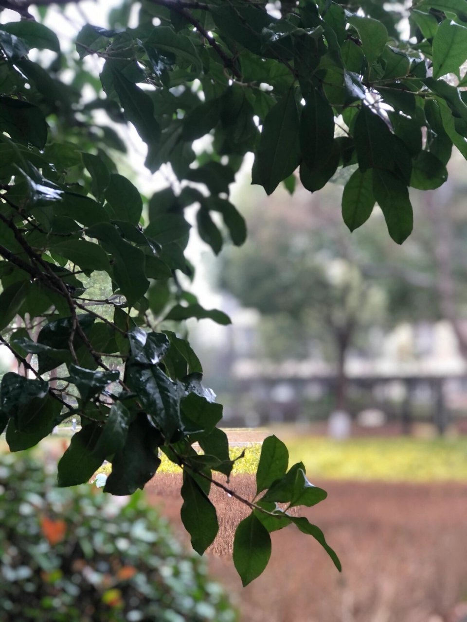 下雨天花草图片大全图片