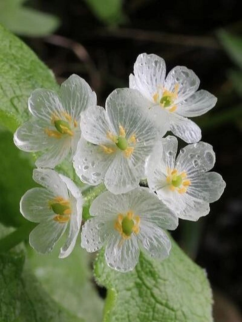 每日植物-山荷叶,遇水变透明的隐身花 南方山荷叶  花色:白色 高度:40