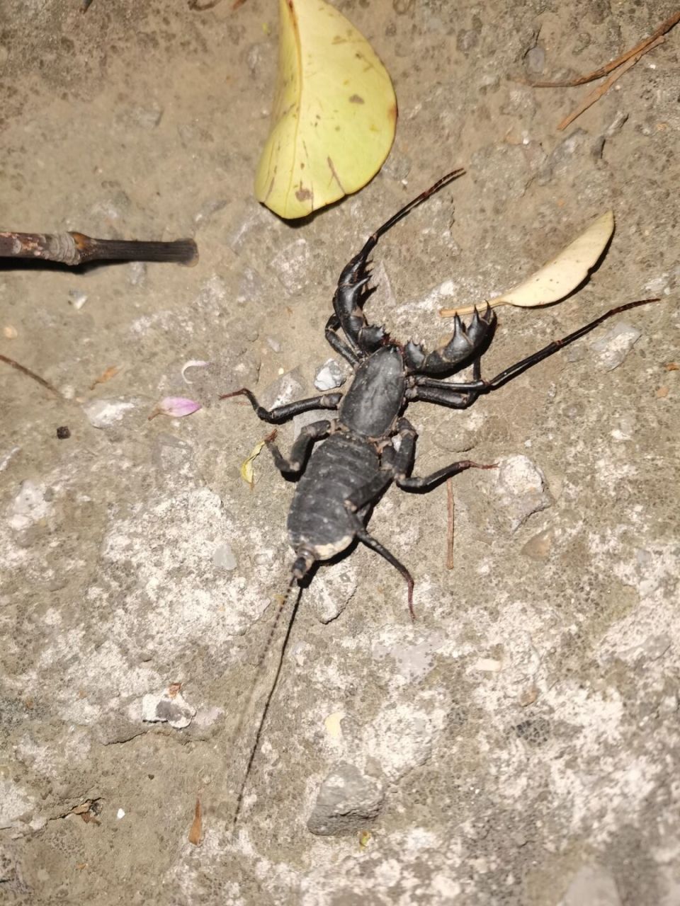 一只越冬出来的雌性鞭蝎.