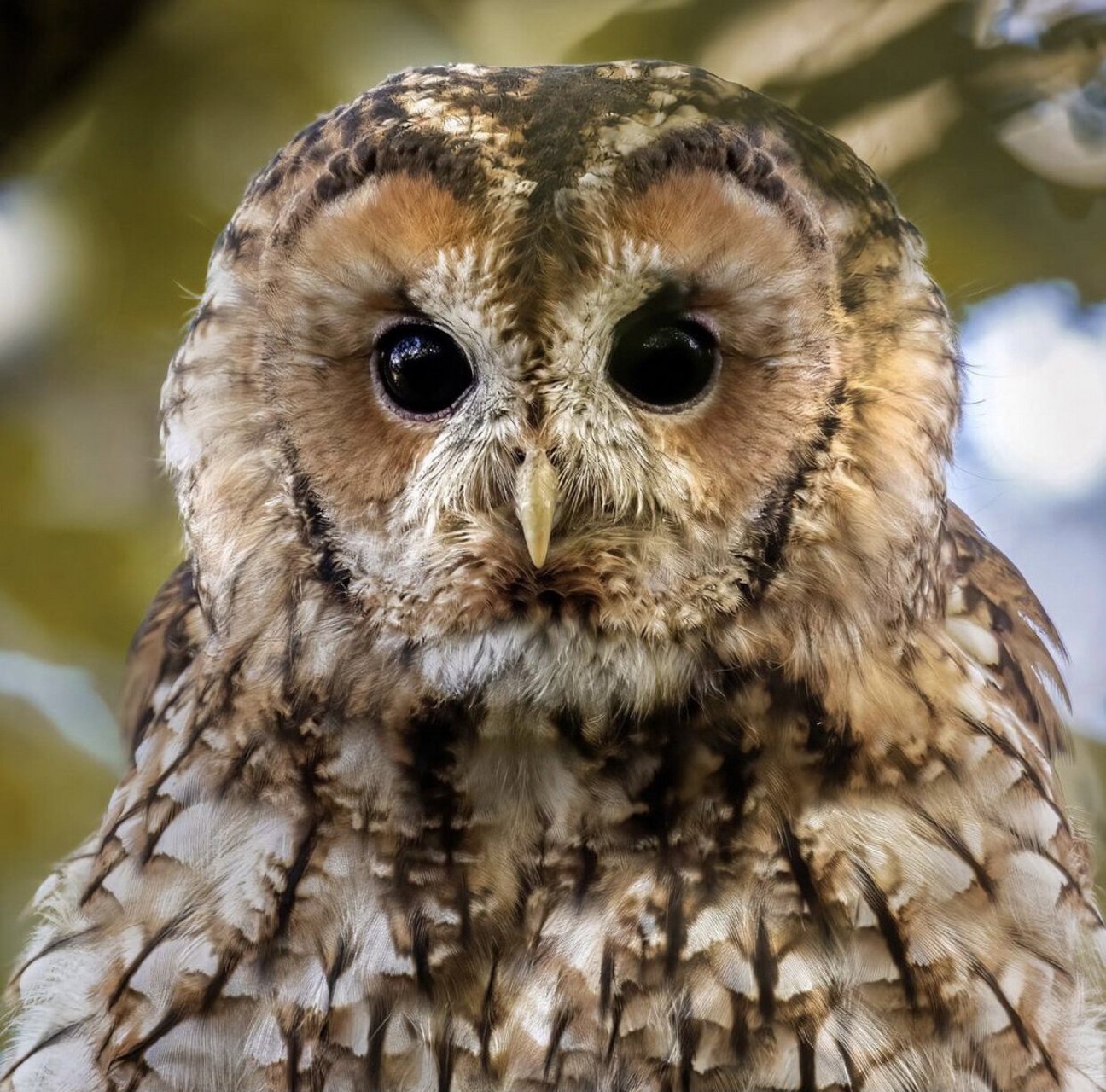 呆萌萌的tawny owl 灰林鸮 tawny owl 灰林鸮也被称为棕色猫头鹰,常见