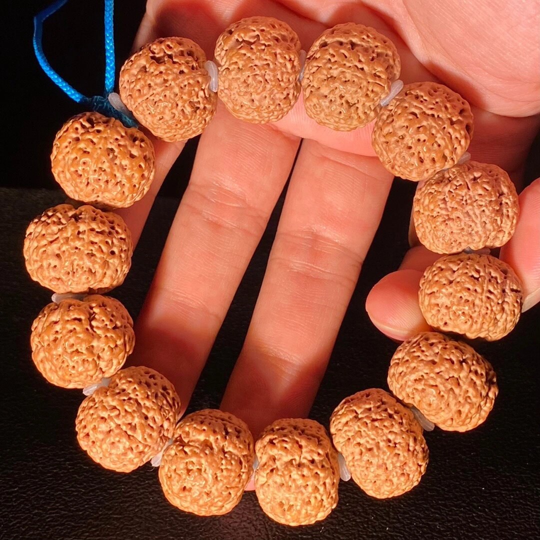 菠萝蜜大金刚菩提      菠萝蜜】尼泊尔五星巨肉蜂王,颗颗五星头,尺寸