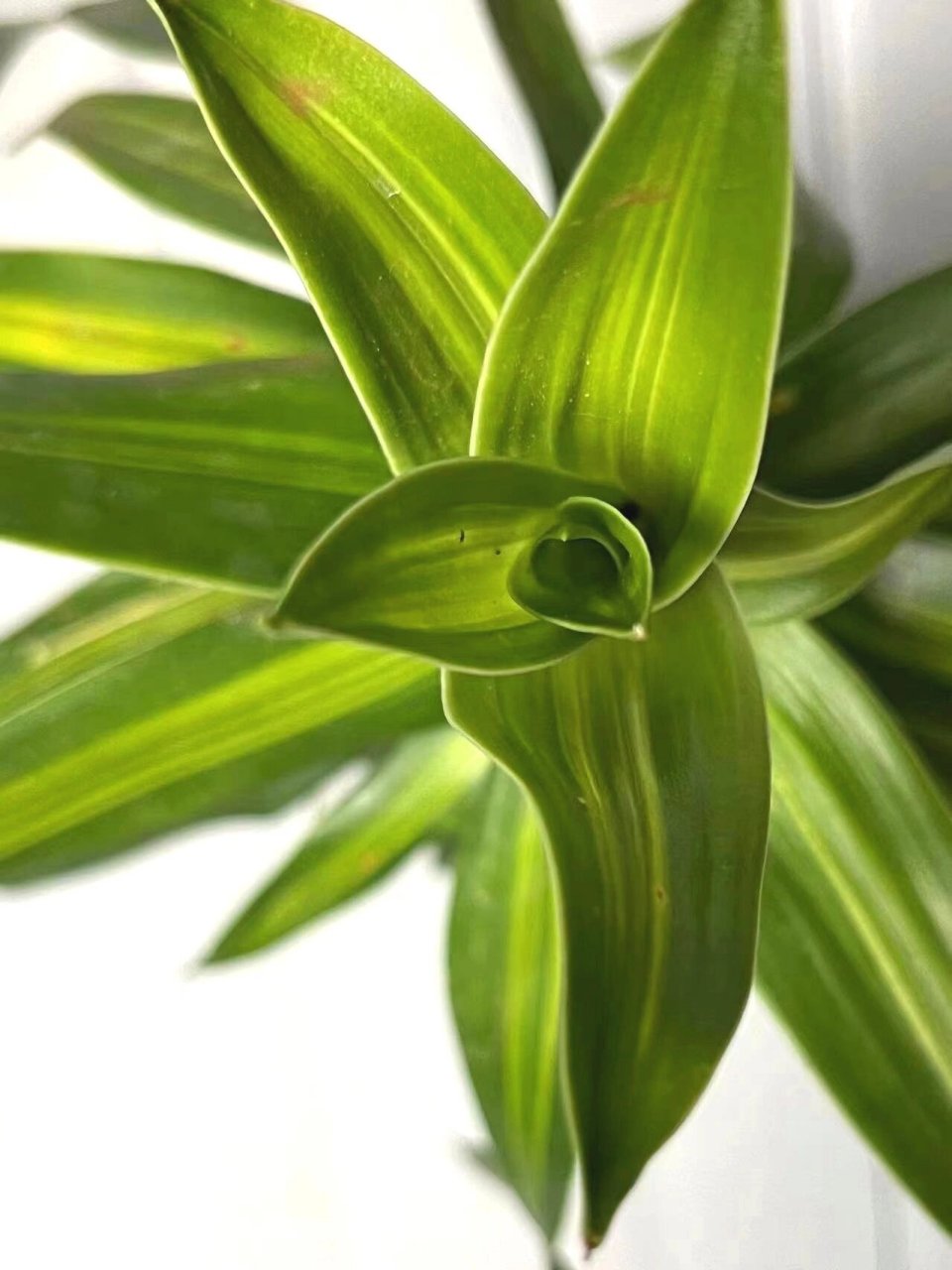 关于小红书超易养活的金心百合竹绿植 【粉丝福利到～～金心百合竹】