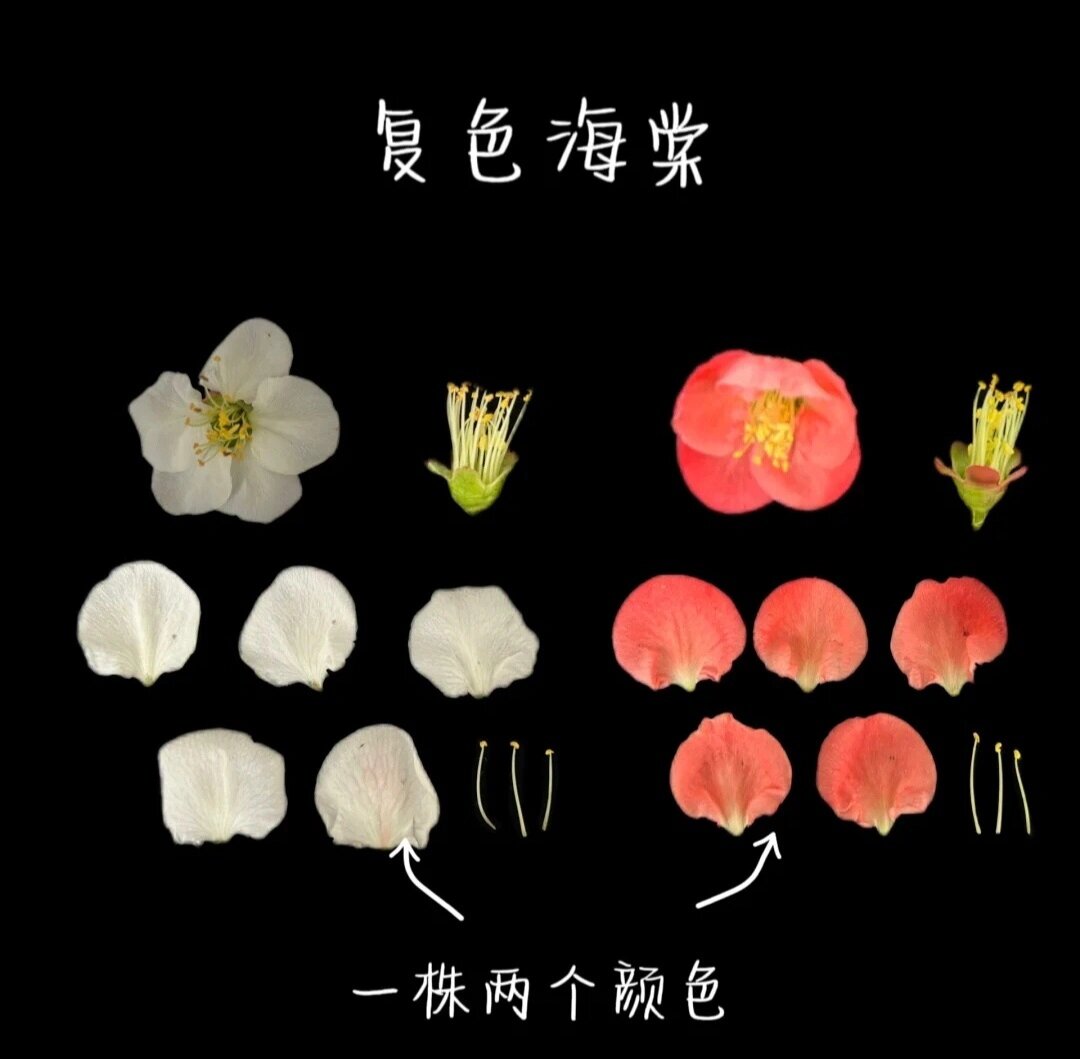 草本的品种有四季海棠,珊瑚秋海棠,铁十字海棠等;木本种类的品种有贴