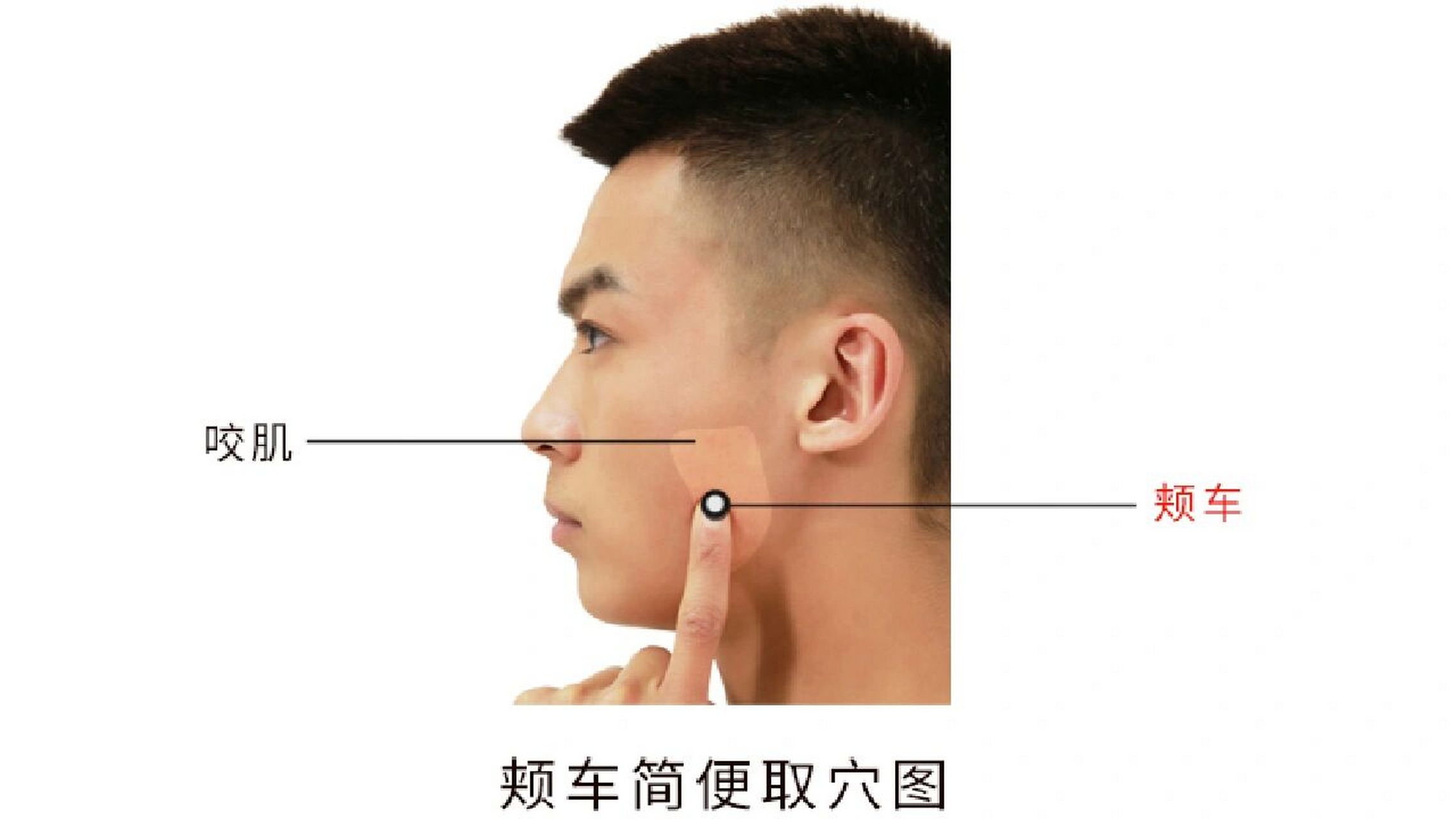 【定位】在面颊部,下颌角前上方约1横指(中指)