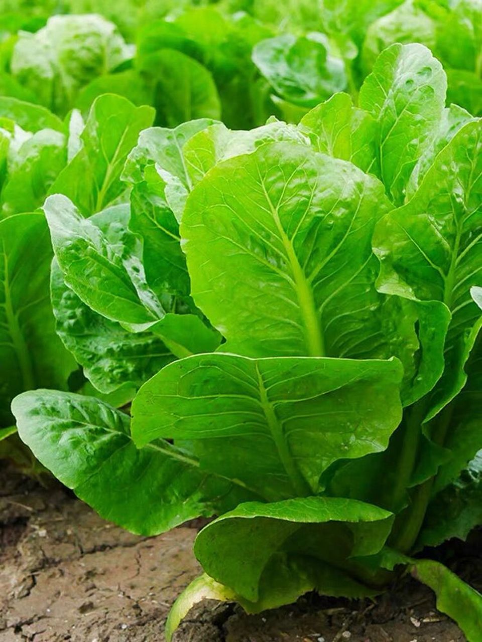 孔雀菜生长季节为春季4~5月,秋季8~10月,气温适宜,可促进孔雀菜的生长