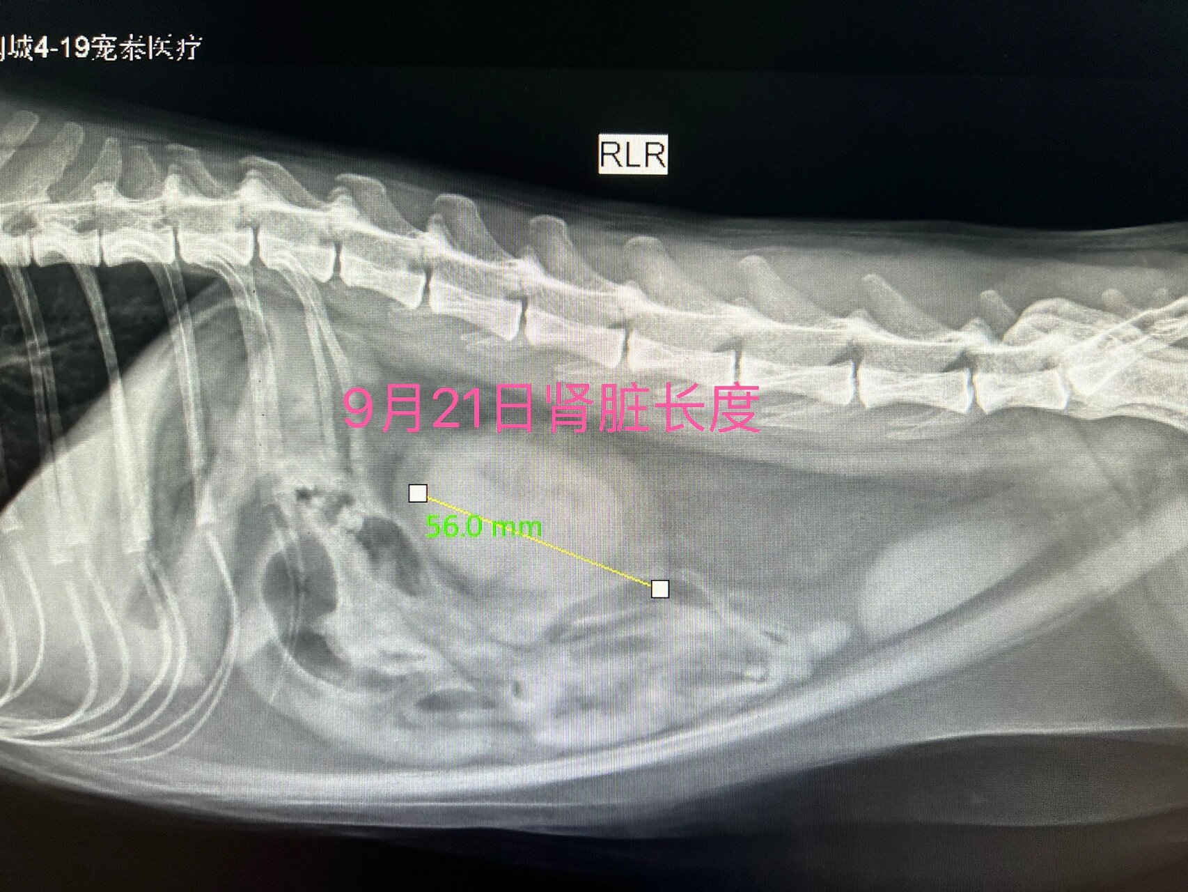 让宠物主人都能看懂x光片