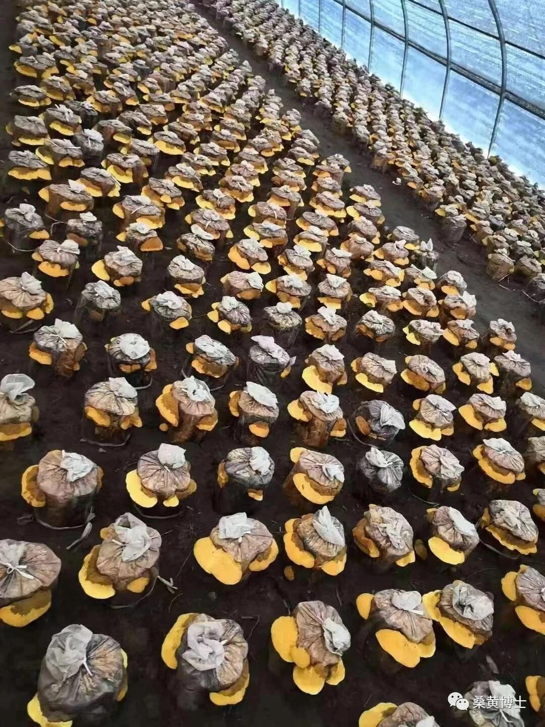 市场上很多桑黄都是假的,我吃对了,你呢