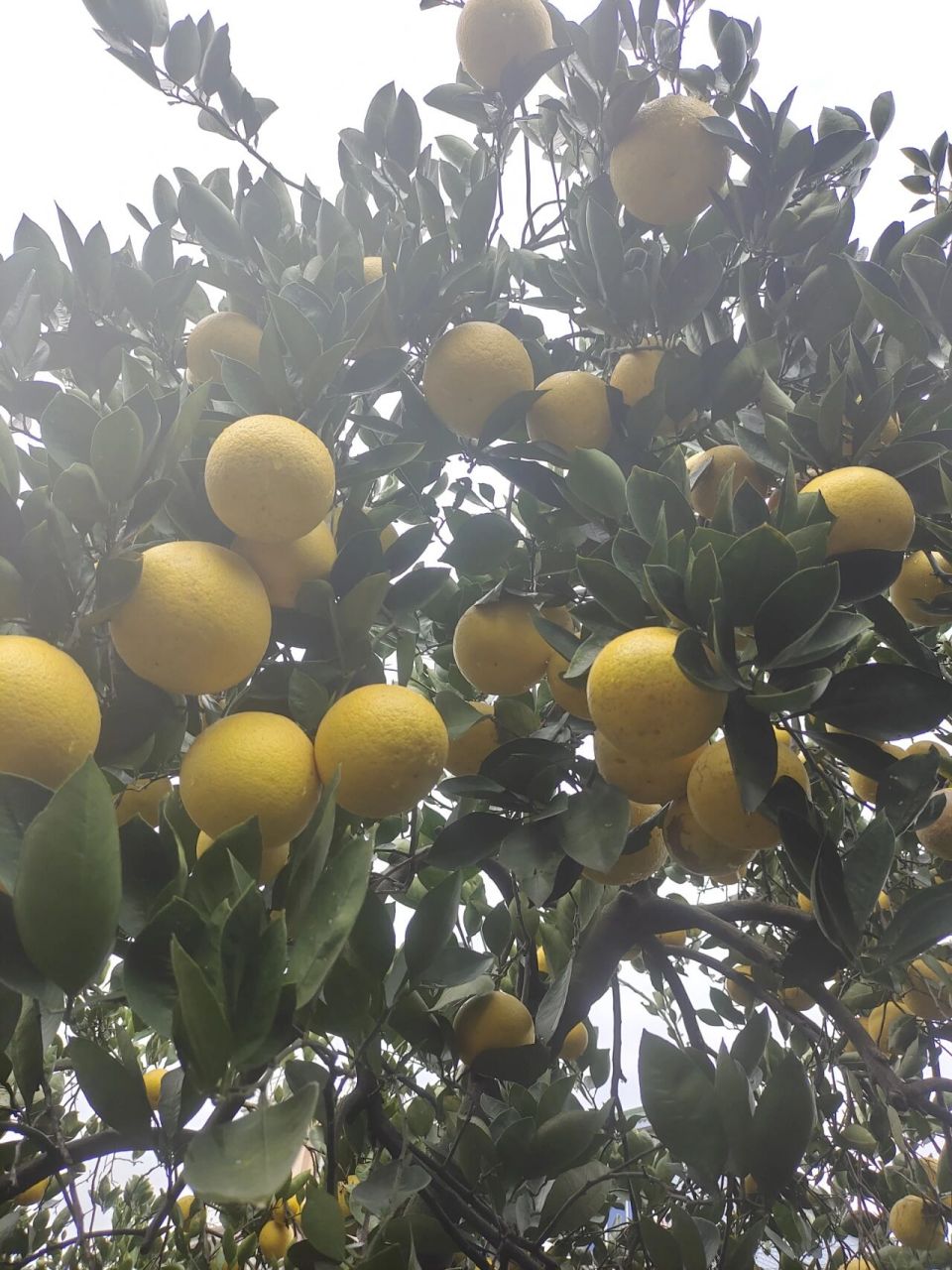 常山胡柚最好吃的莫过于青石的胡柚了,现在摘下放到明年四五月,清甜微