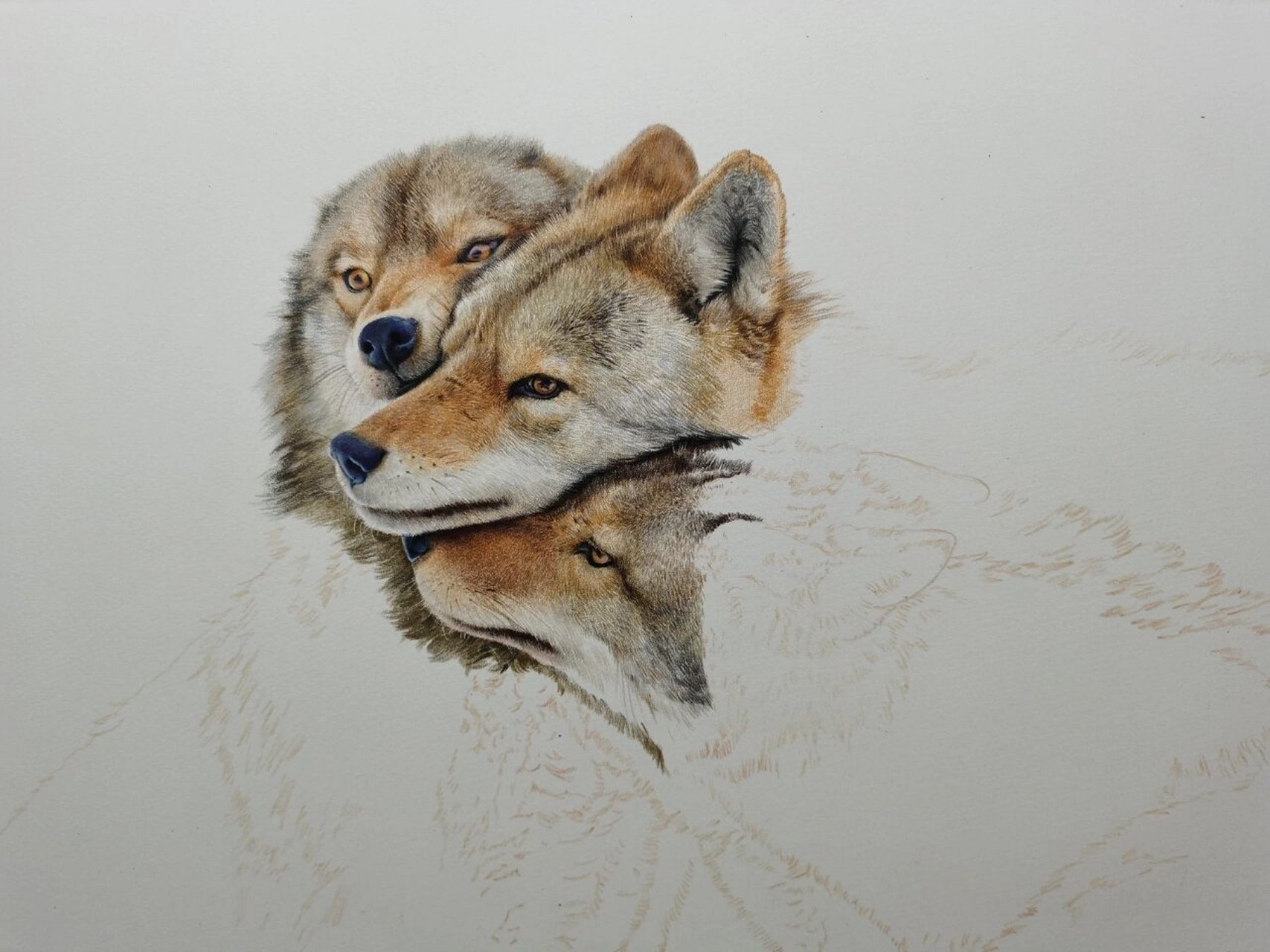 彩铅《狼》看看毛发怎么画 彩铅工具:霹雳马150,获多福细纹水彩纸,加