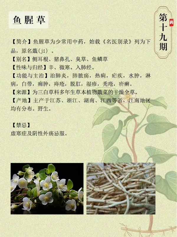 鱼腥草图片及食用方法图片