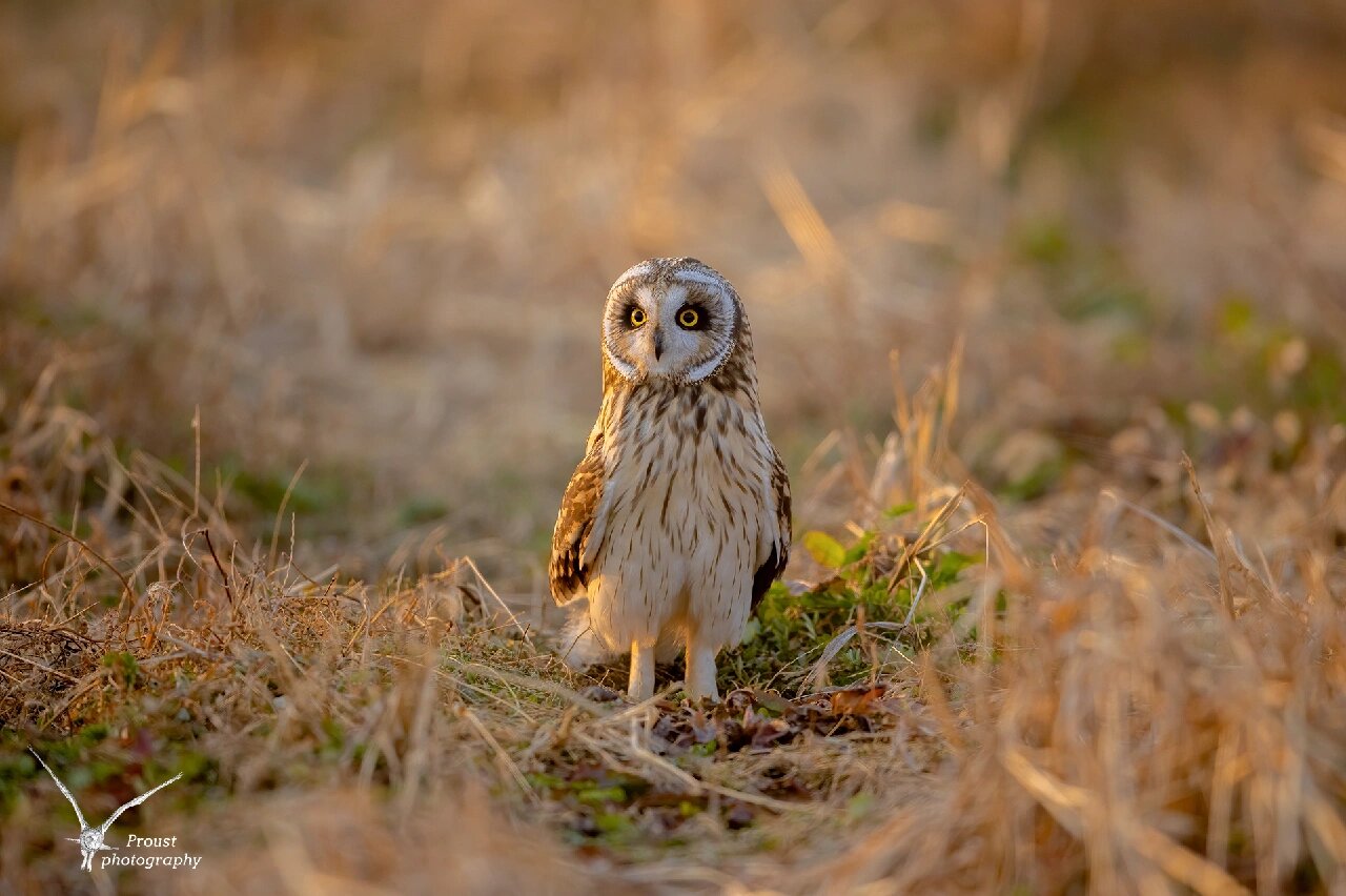 可萌可凶的短耳鸮 短耳鸮是最常见的猫头鹰之一,它不仅分布广泛,而且