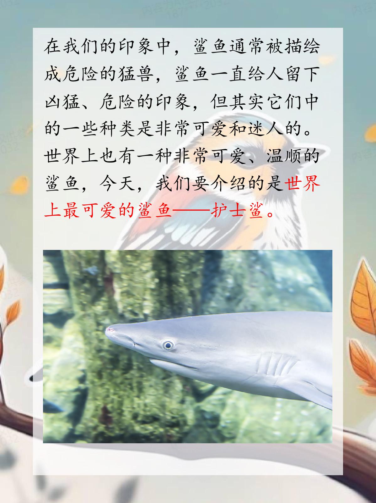 世界上最可爱的鲨鱼 我认.@小八月的动物百科的动态