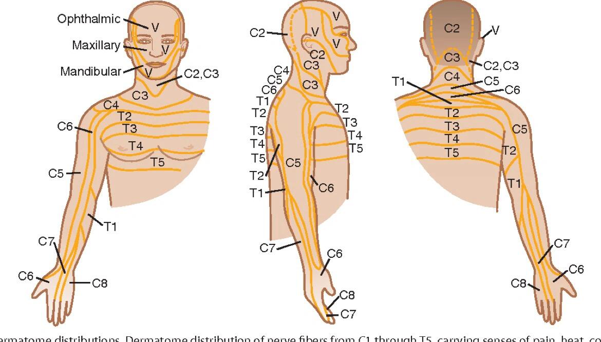 颈椎区域 c1-c3:颈后外侧上部疼 c4:颈后中下部,肩胛上部酸痛 c5-c6
