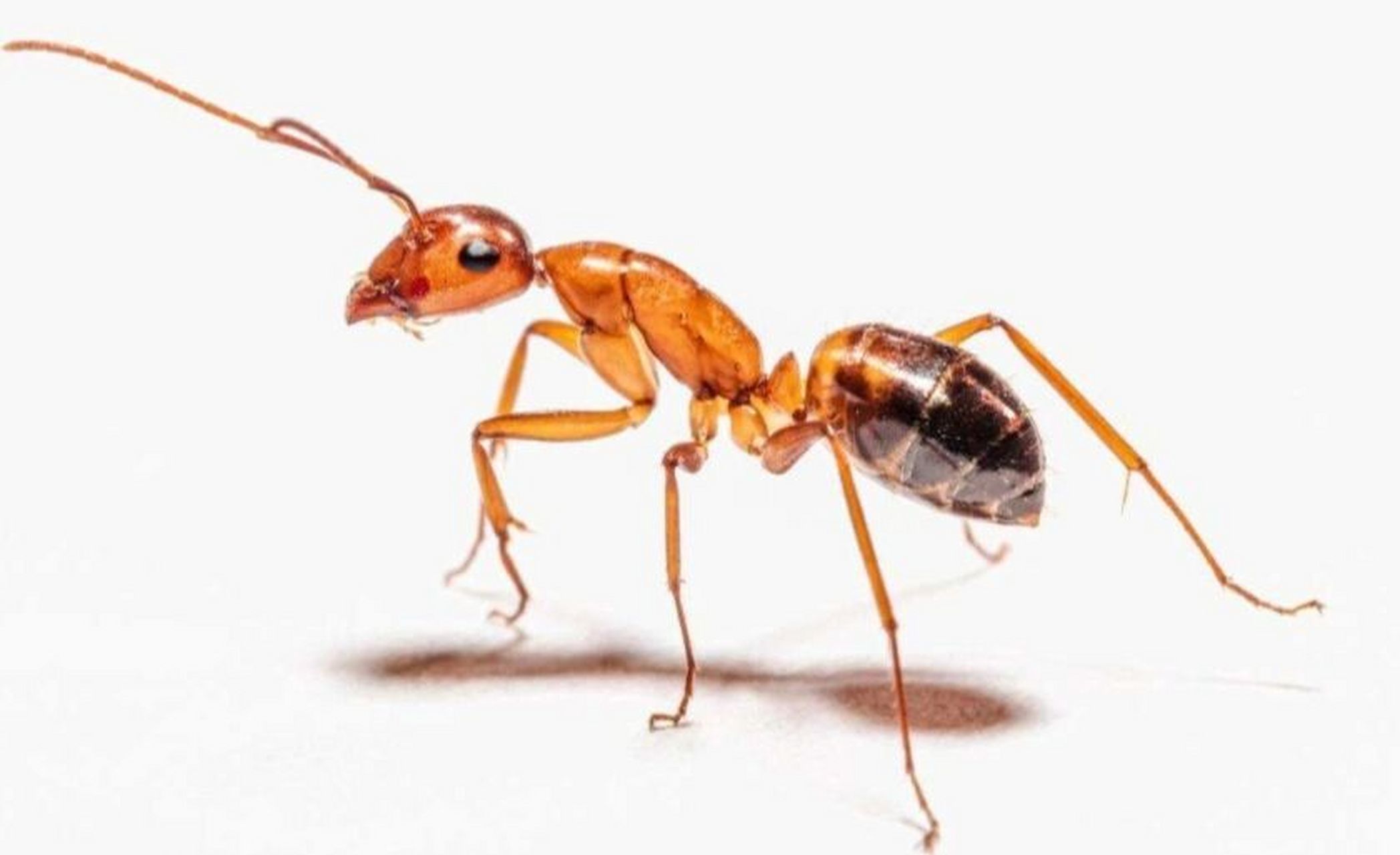 家里有黄蚂蚁怎么办能除根 黄蚂蚁属于杂食性昆虫,喜吃甜食,嗜食动物